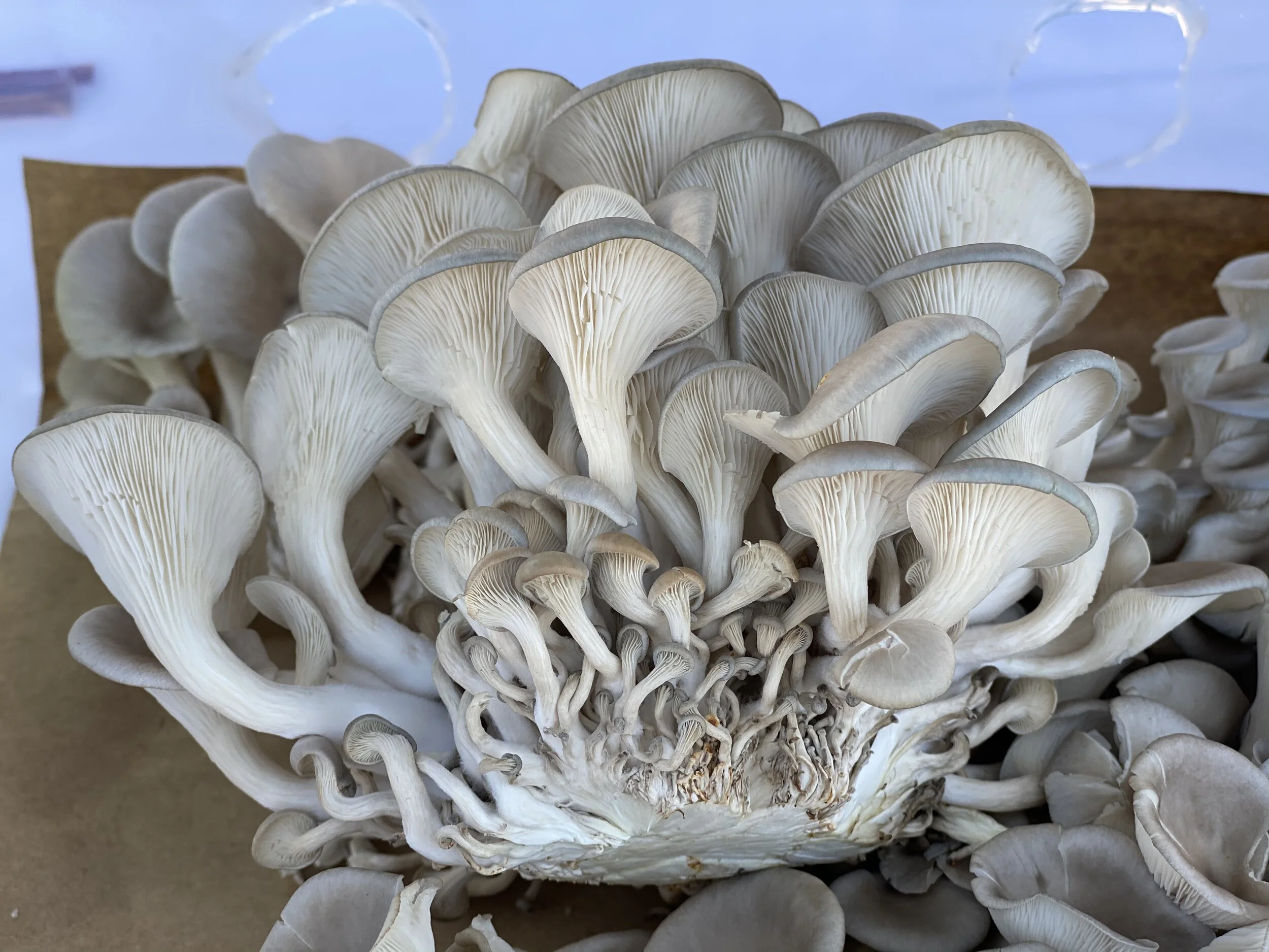 5A85ACD2-0DBD-4C9D-BA30-B464C7198D84