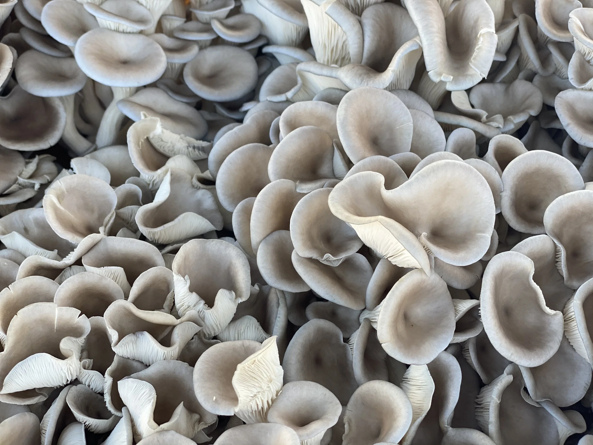 7A2210AC-ECCE-4A5C-AD1F-415A82E37049