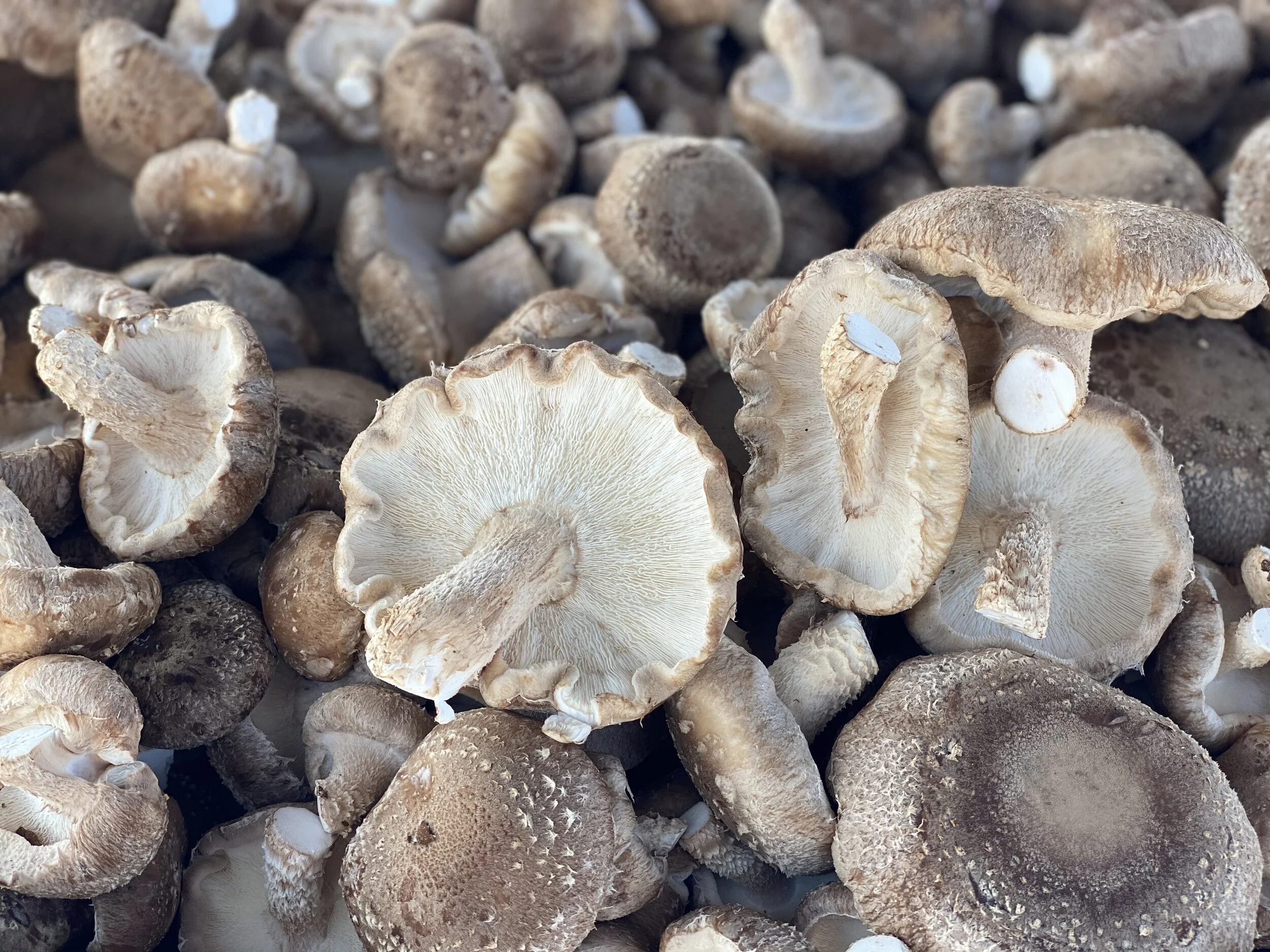 20D16F54-FC67-4C73-A950-EDBB9EA981C0