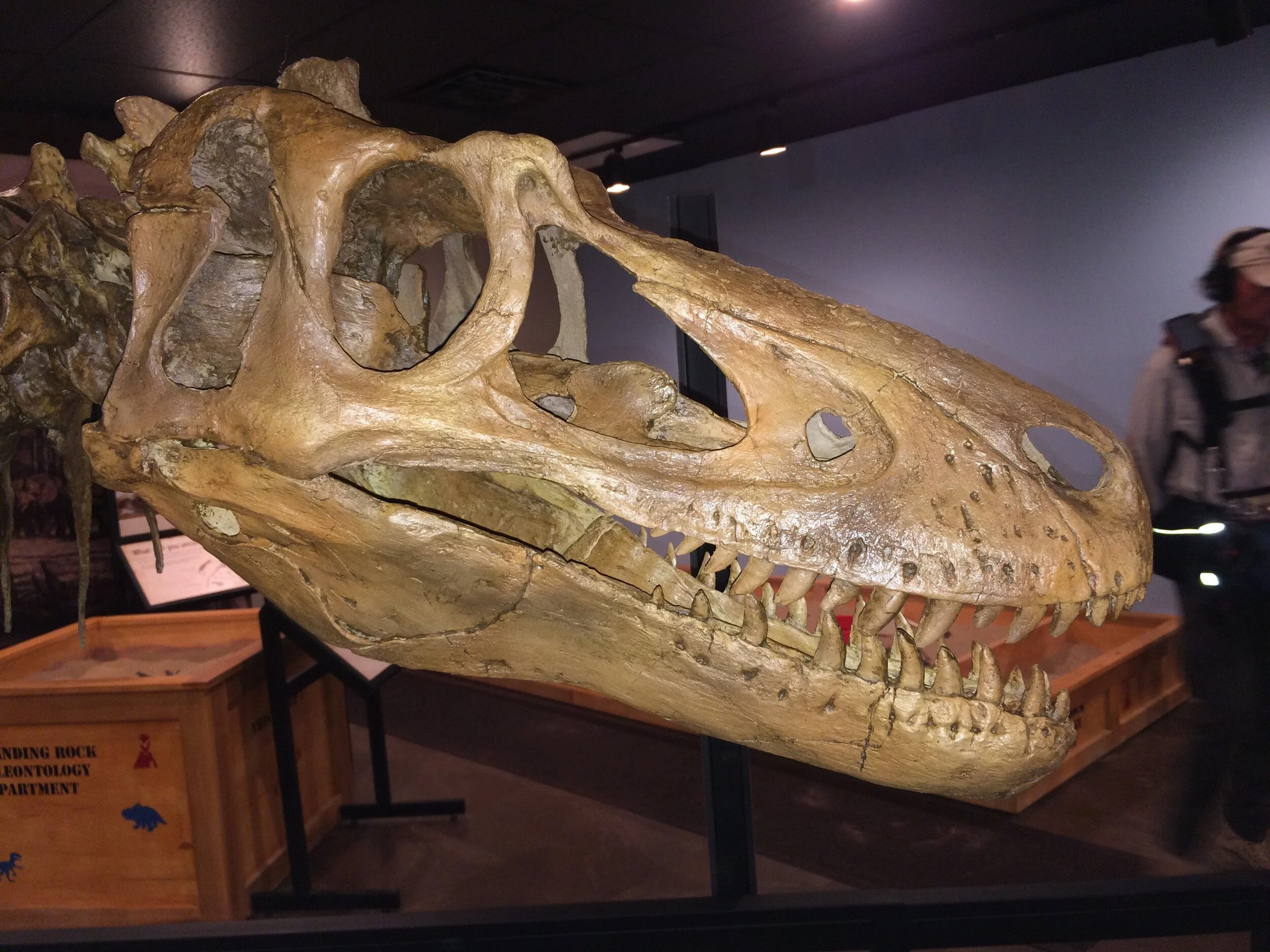 Nanotyrannus Skull nanotyrannus-skull