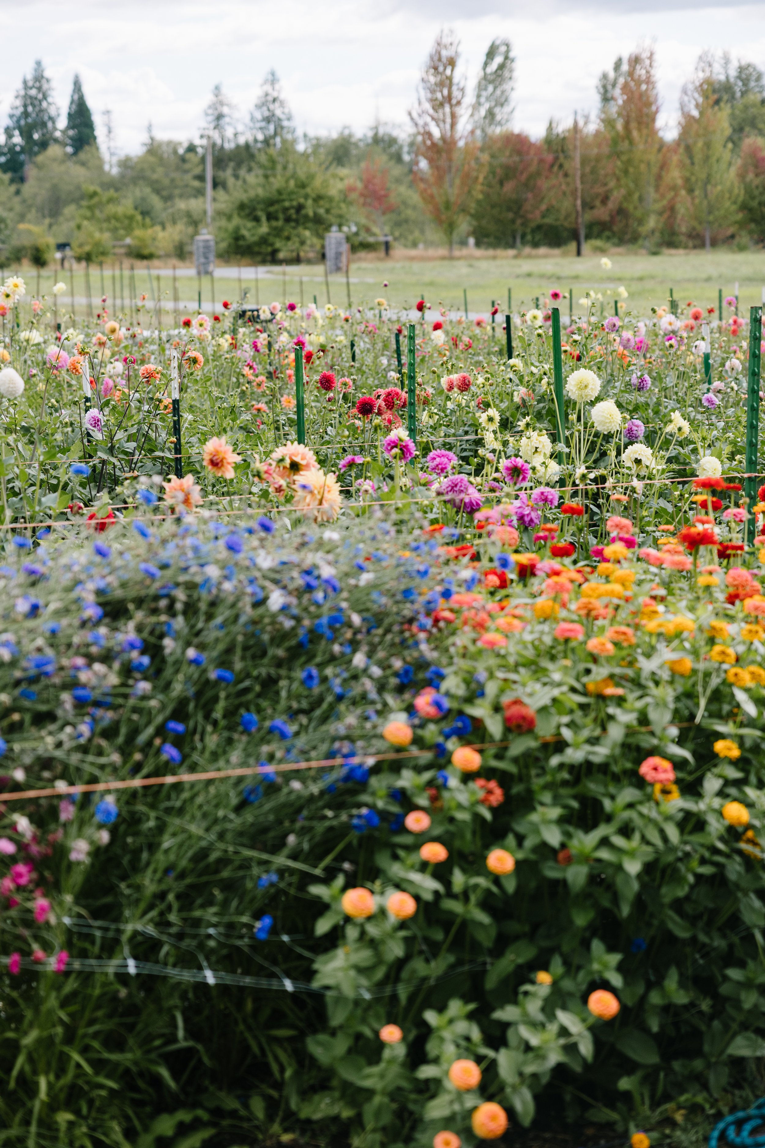 0E7A0306.jpg