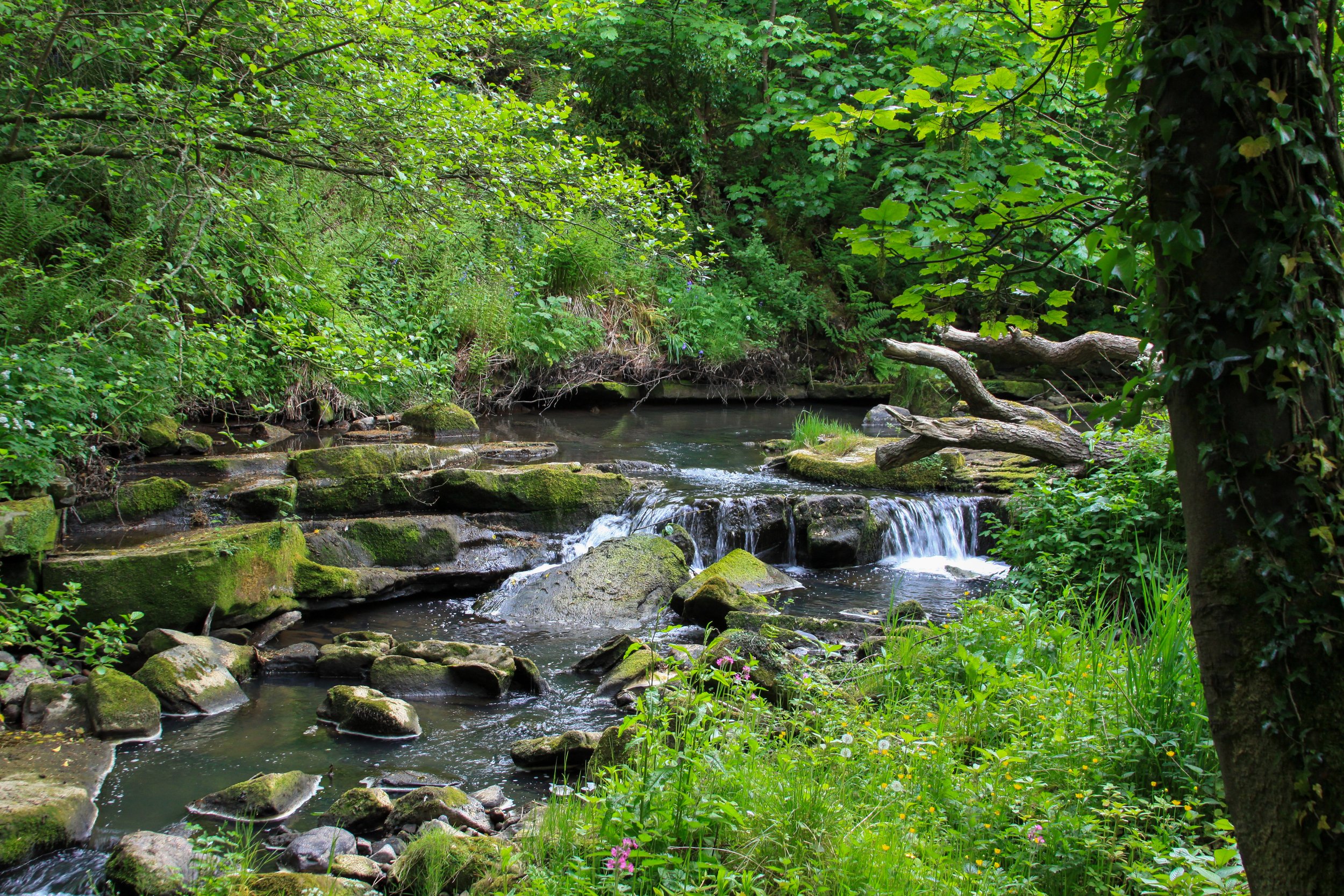A small creek flowing over moss-covered rocks surrounded by lush green foliage and trees.