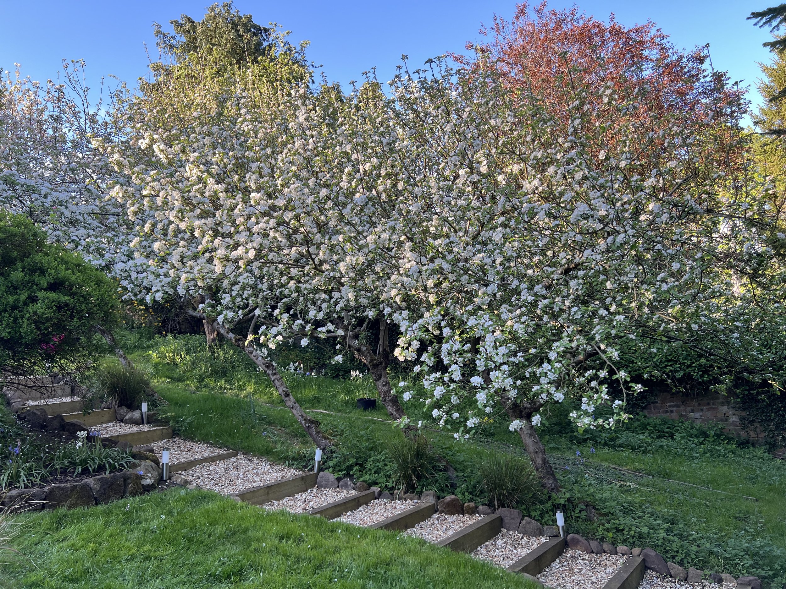 A garden scene with a stone staircase, green grass, and a large tree with white blossoms. There are small lights along the steps, and additional trees and greenery in the background under a clear blue sky.