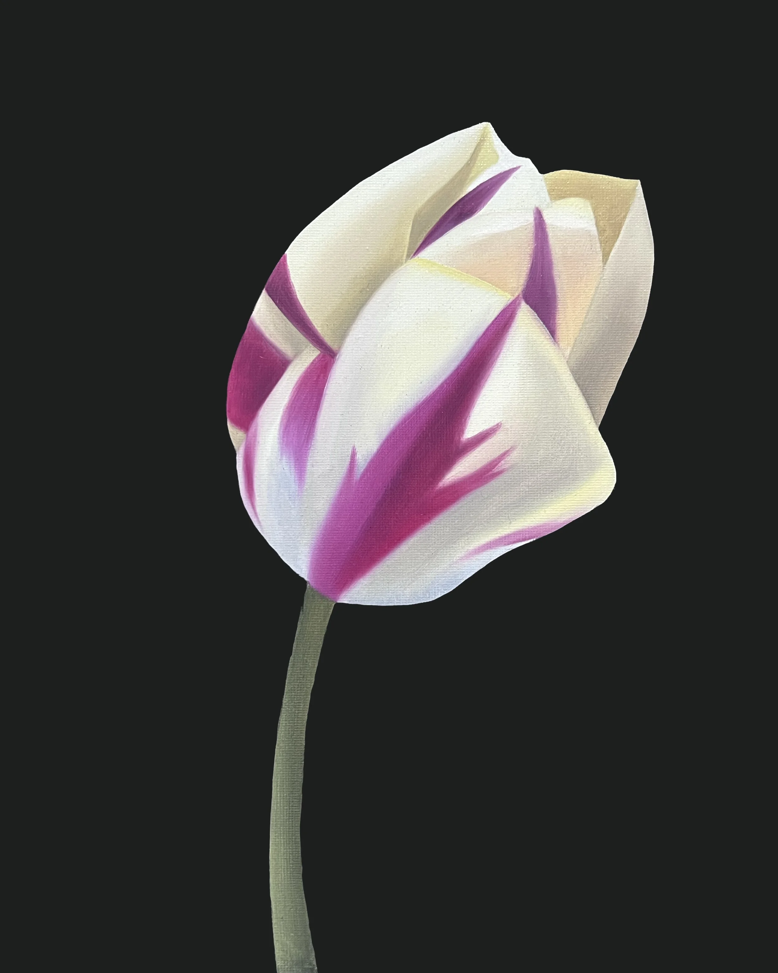 Tulip Study 12, 2026, oil/acrylic on canvas, 30x24x2cm (available)