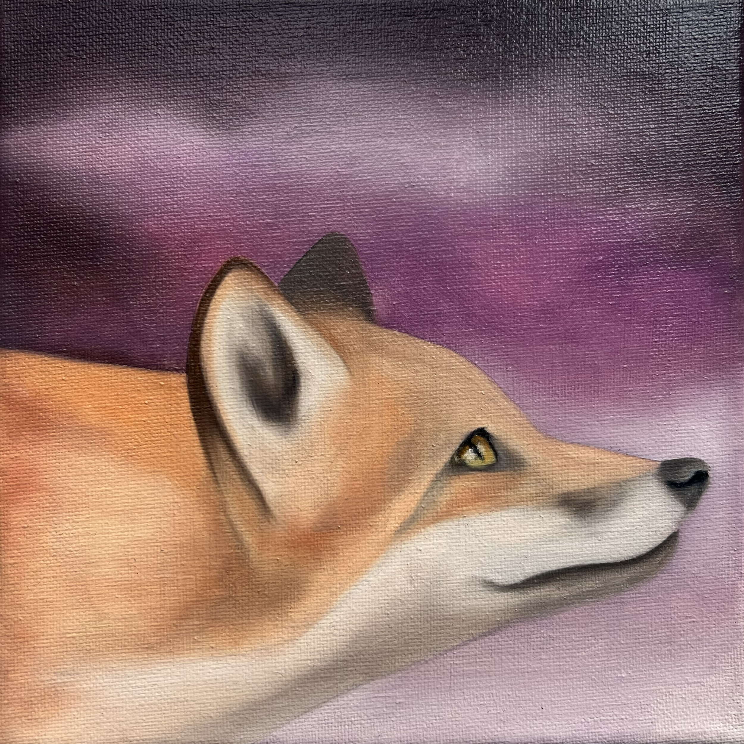 Curious Fox, 2026, oil on canvas, 20x20x2cm (available)