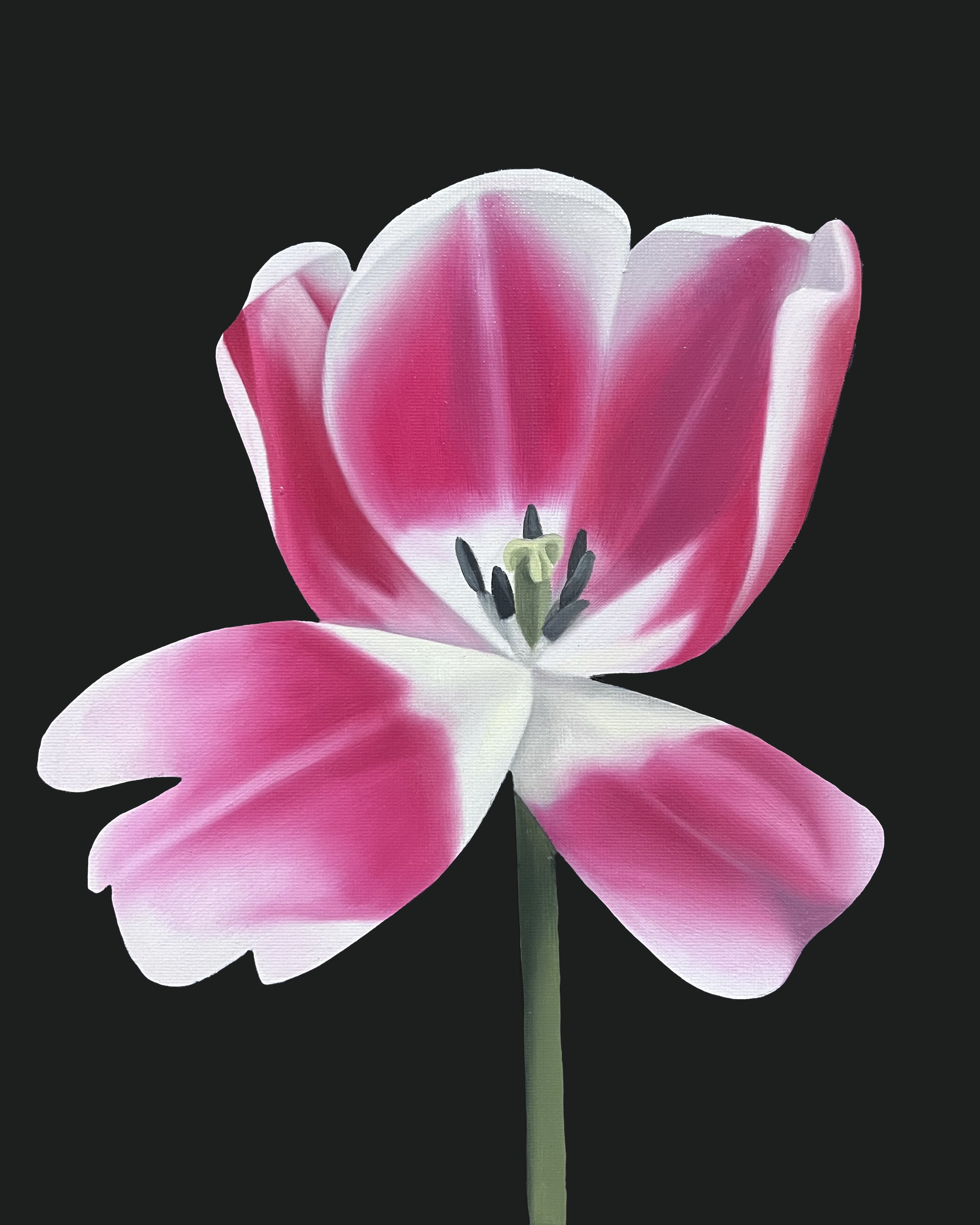 Tulip Study 08, 2026, oil/acrylic on canvas, 30x24x2cm (available)