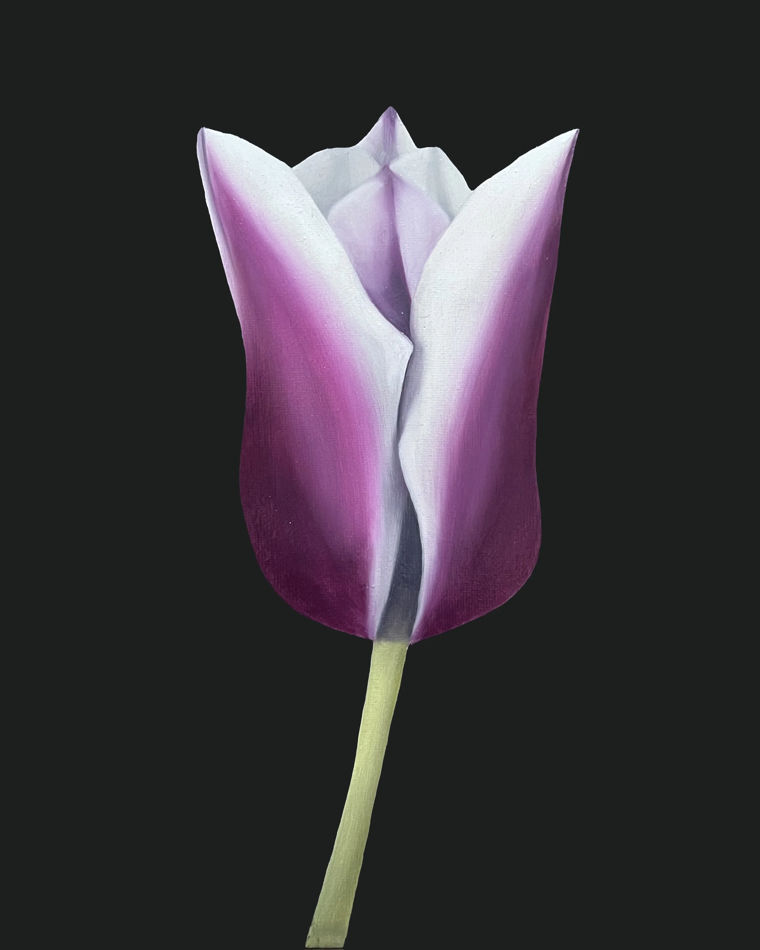 Tulip Study 03, 2026, oil/acrylic on canvas, 30x24x2cm (available)