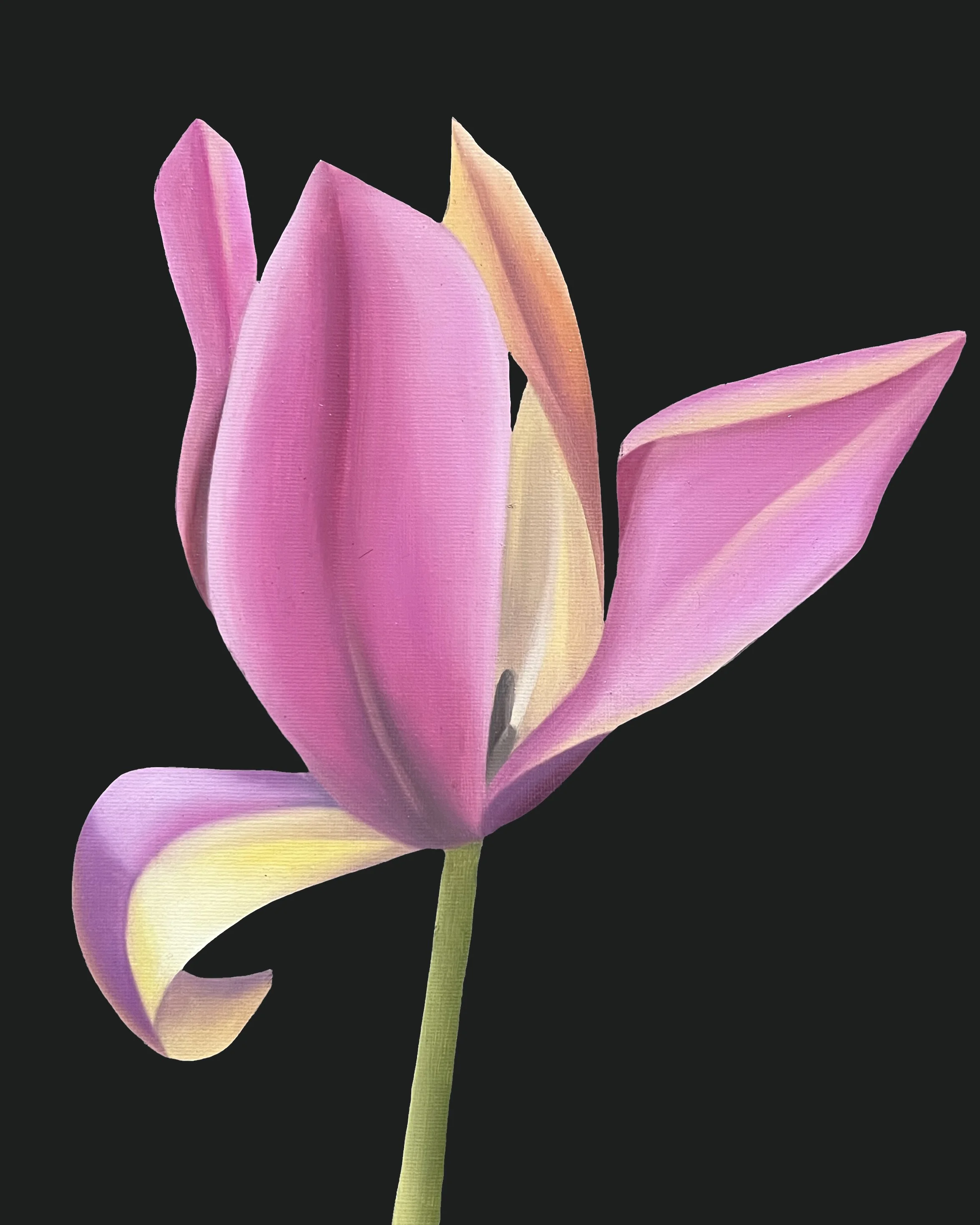 Tulip Study 02, 2026, oil/acrylic on canvas, 30x24x2cm (available)