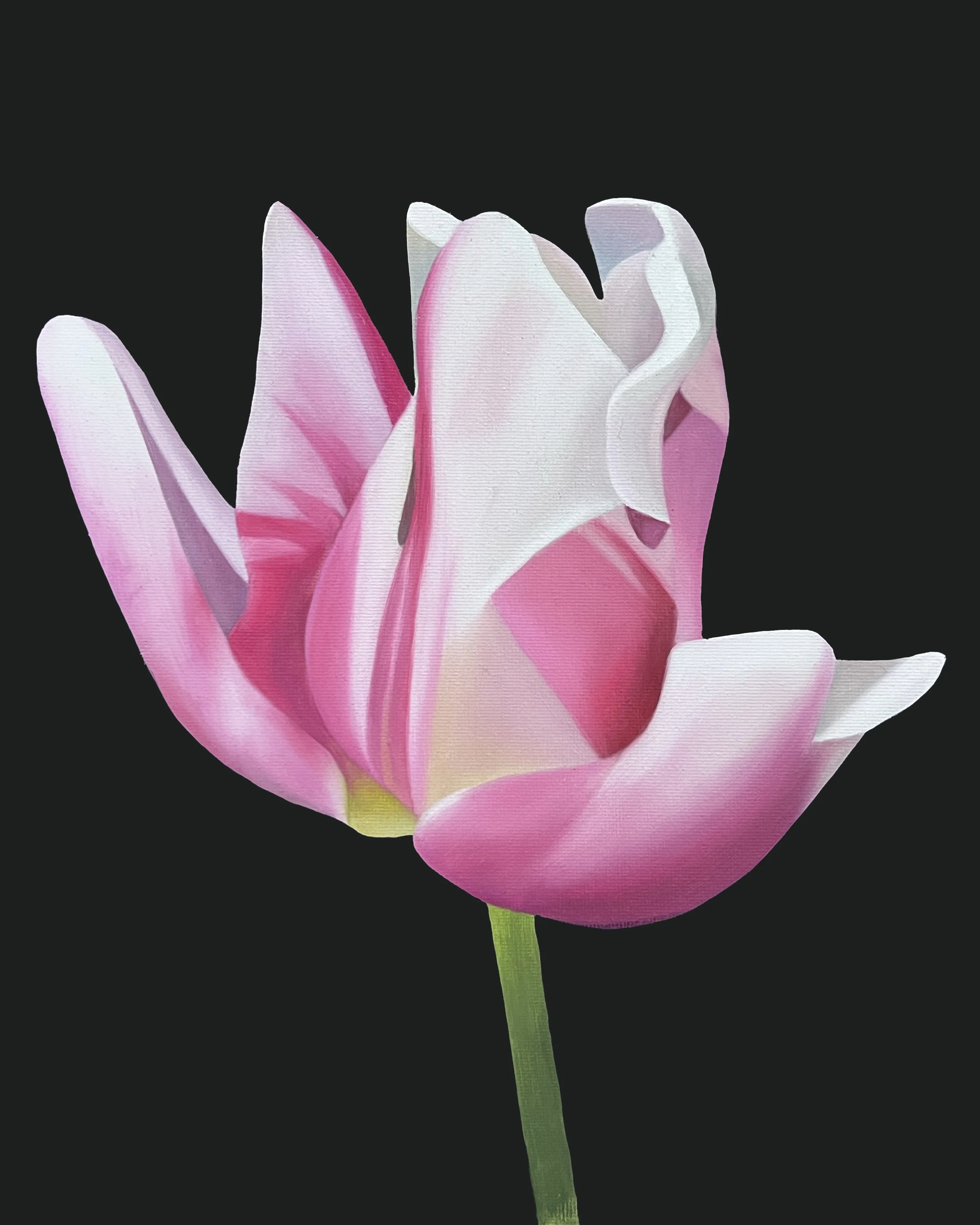 Tulip Study 04, 2026, oil/acrylic on canvas, 30x24x2cm (available)