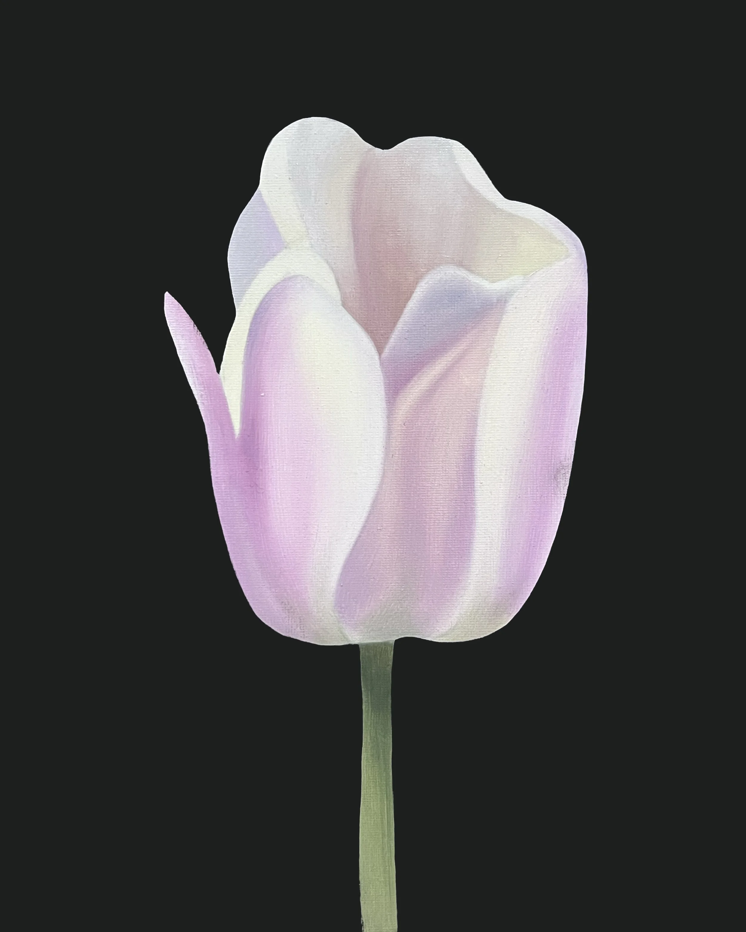 Tulip Study 11, 2026, oil/acrylic on canvas, 30x24x2cm (available)