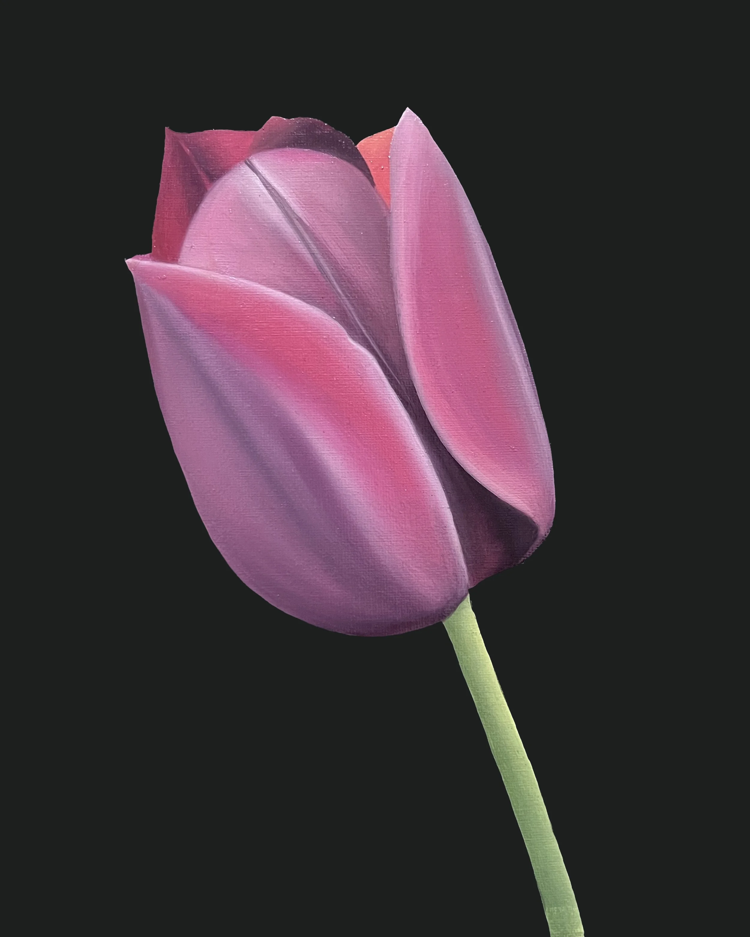 Tulip Study 09, 2026, oil/acrylic on canvas, 30x24x2cm (available)