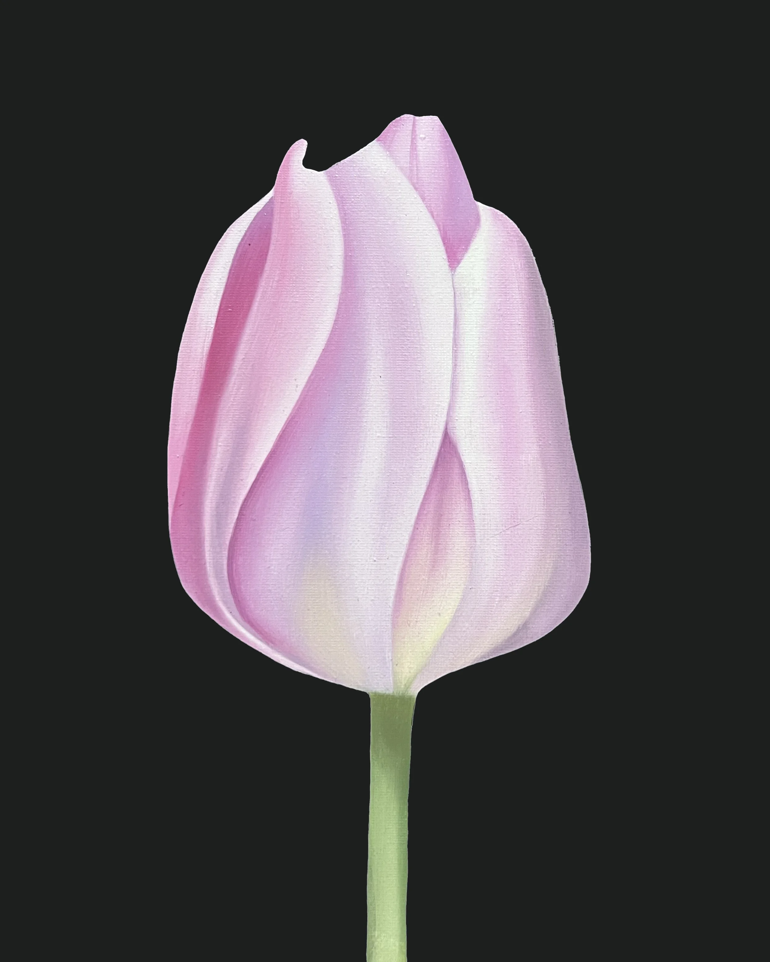 Tulip Study 01, 2026, oil/acrylic on canvas, 30x24x2cm (available)
