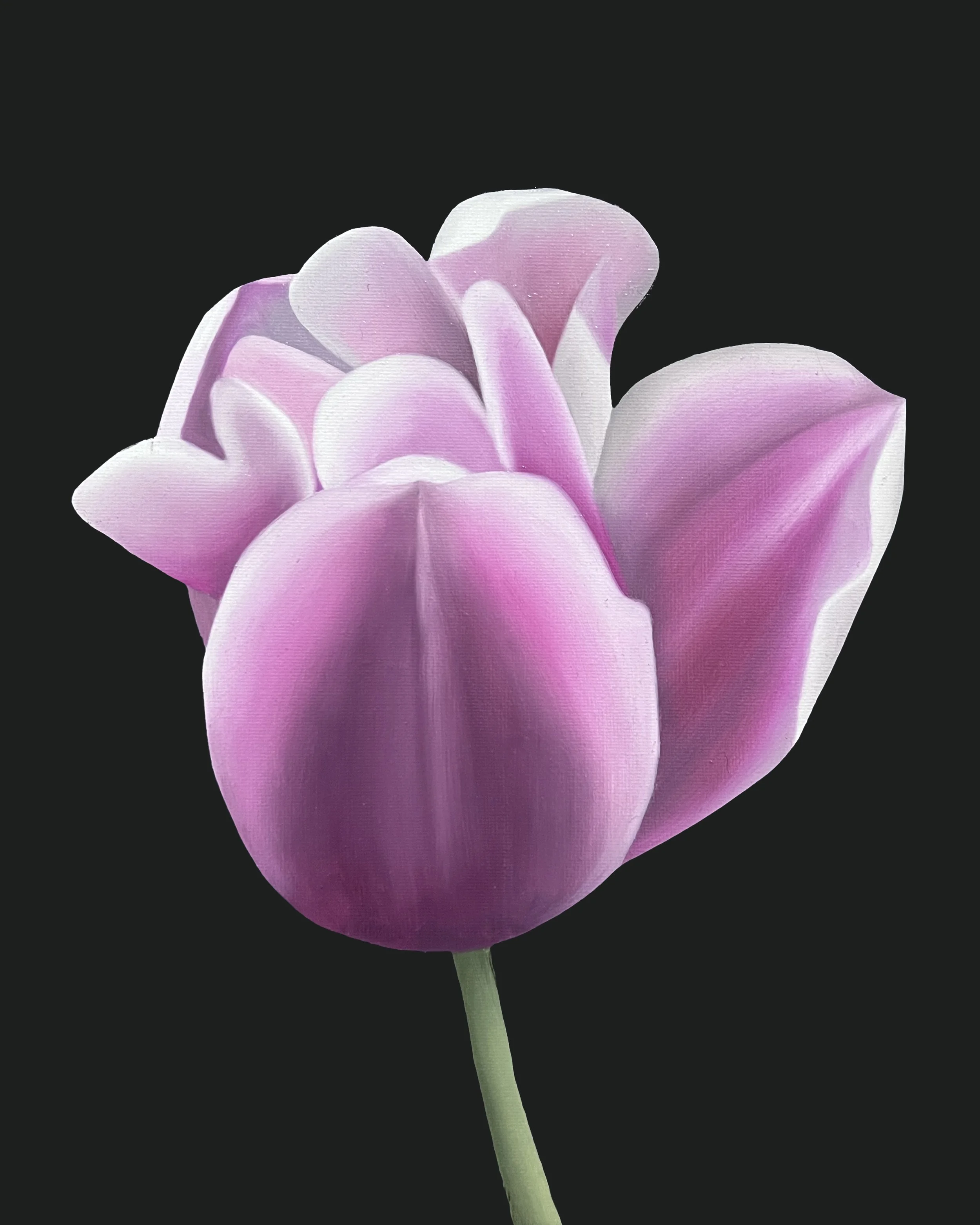 Tulip Study_06_artist_Ildze Ose_oil painting_30x24cm_2026.jpg
