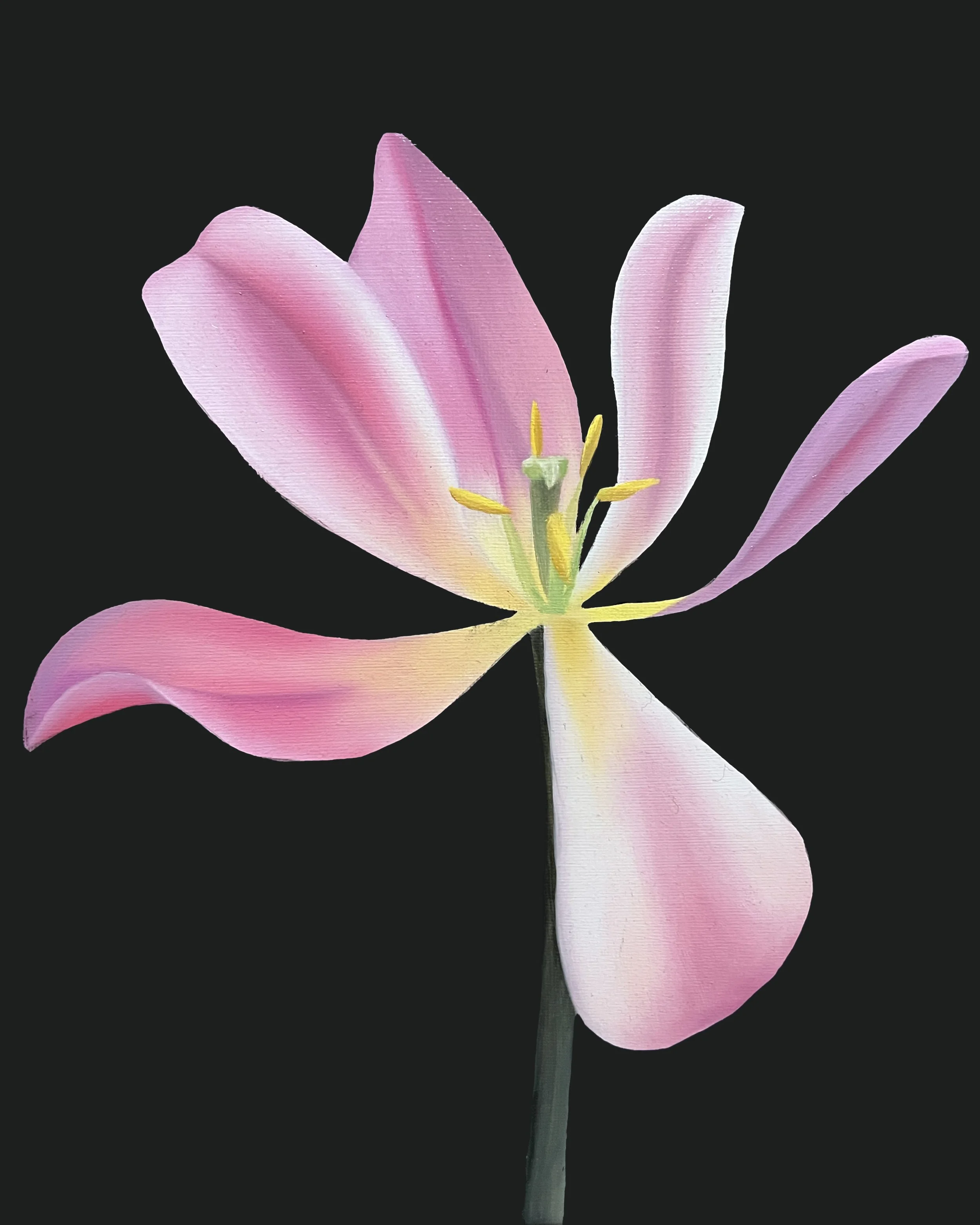 Tulip Study 05, 2026, oil/acrylic on canvas, 30x24x2cm (available)