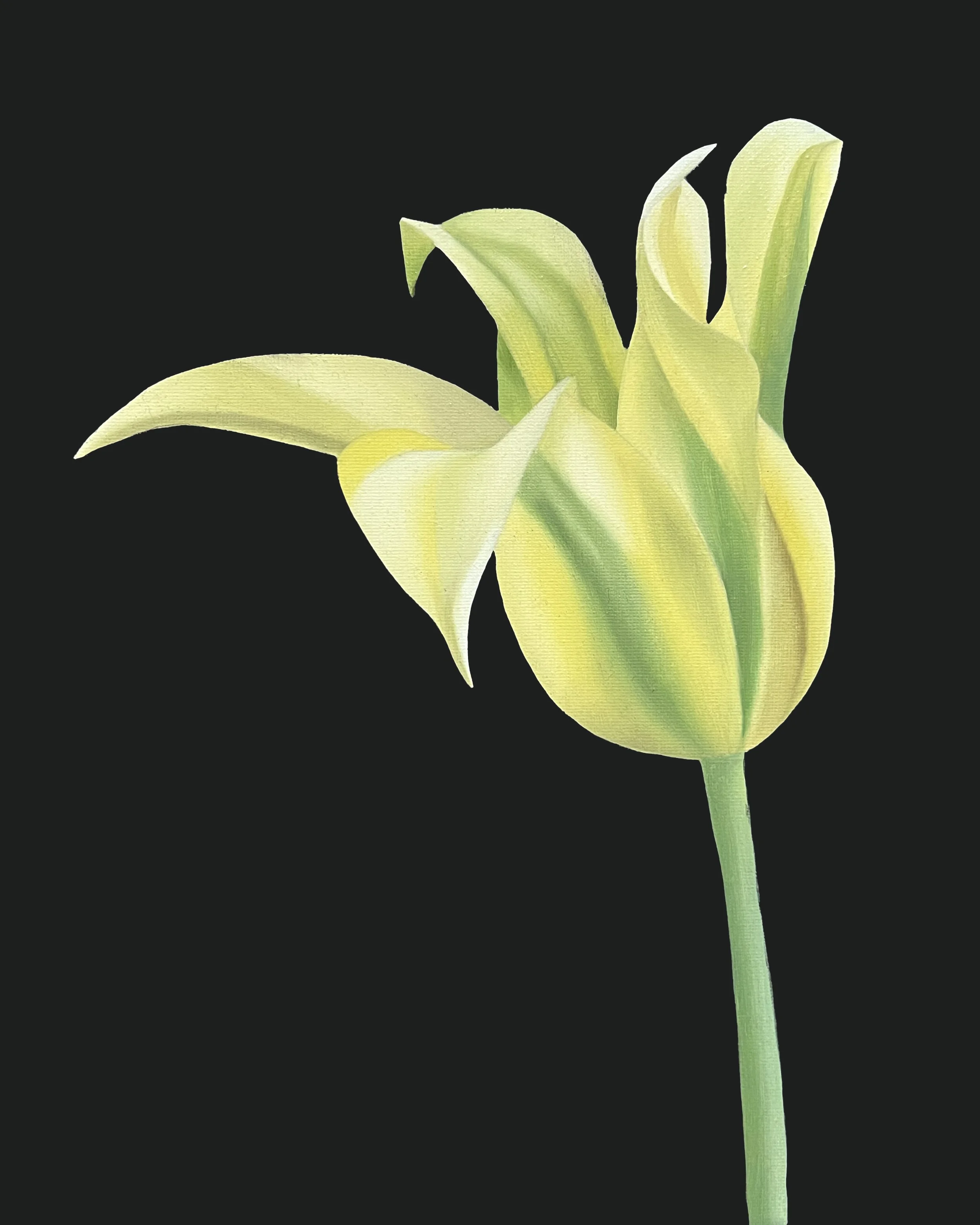 Tulip Study 10