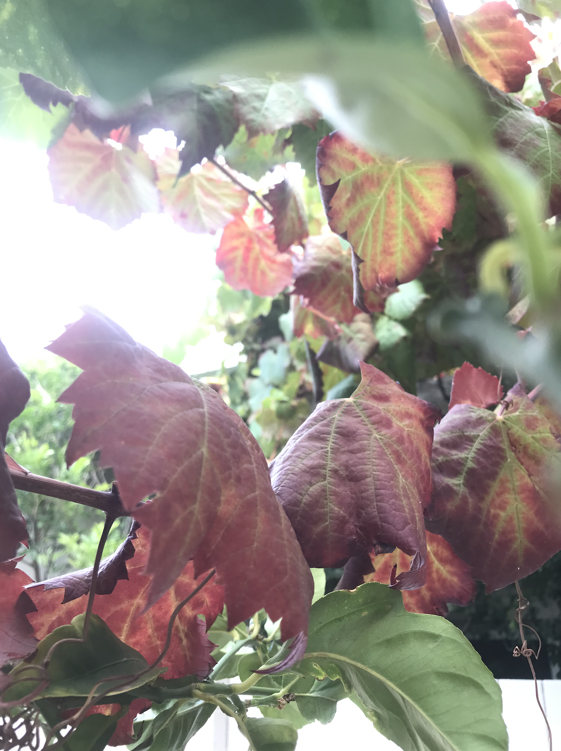 Screen Shot 2022-03-18 at 2.37.08 pm.png