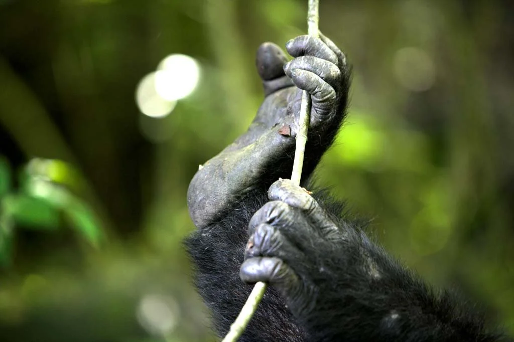 tanzania-mahale-chimp-trekking-north-node-journeys