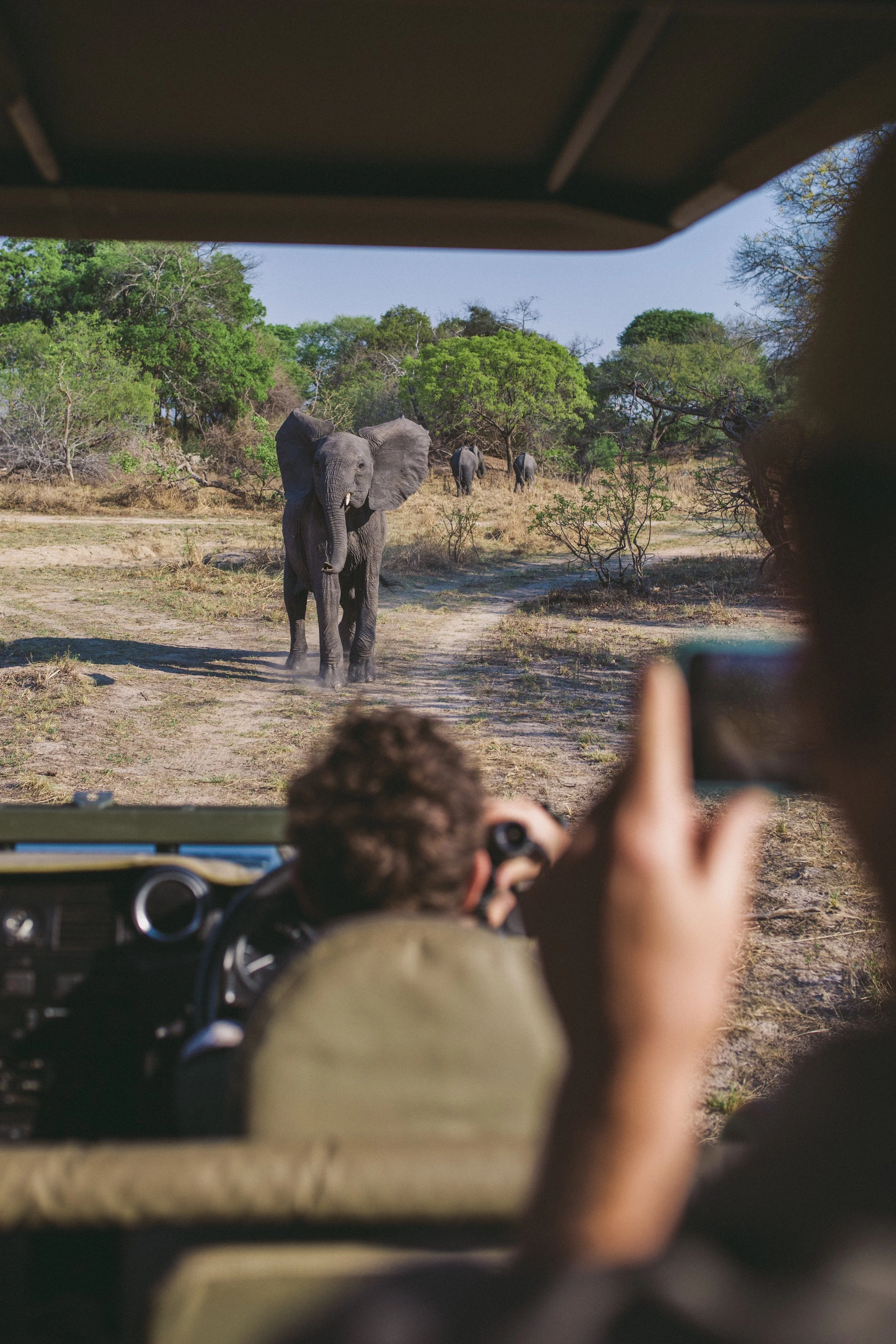 Guests watching an African elephant from an open safari vehicle during a game drive in South Luangwa National Park, Zambia, renowned for exceptional wildlife viewing.