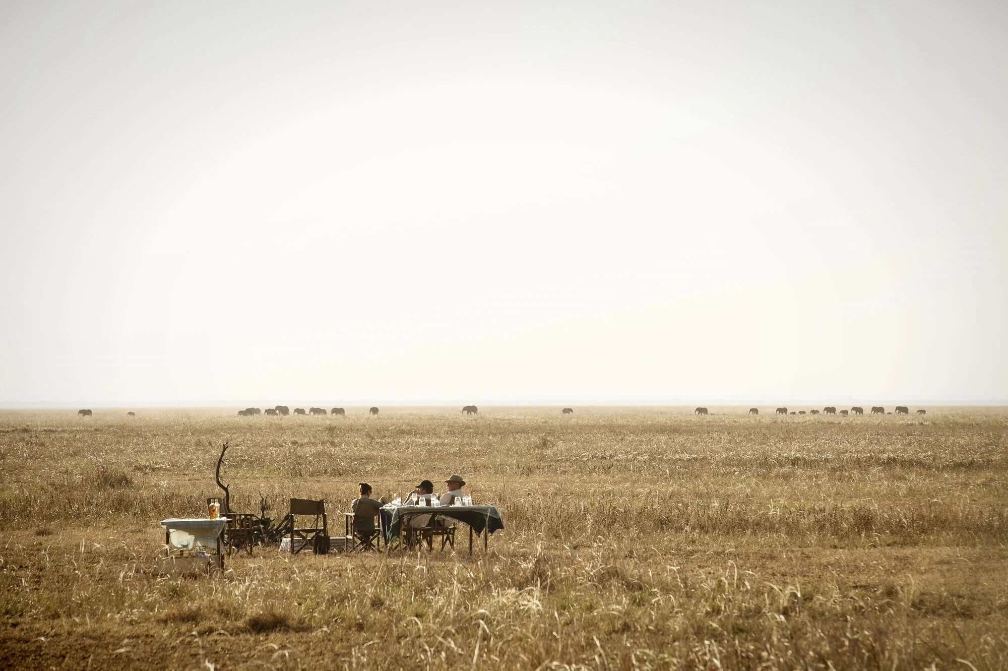 Bush breakfast in the African savannah with guests dining while wildlife grazes across the plains