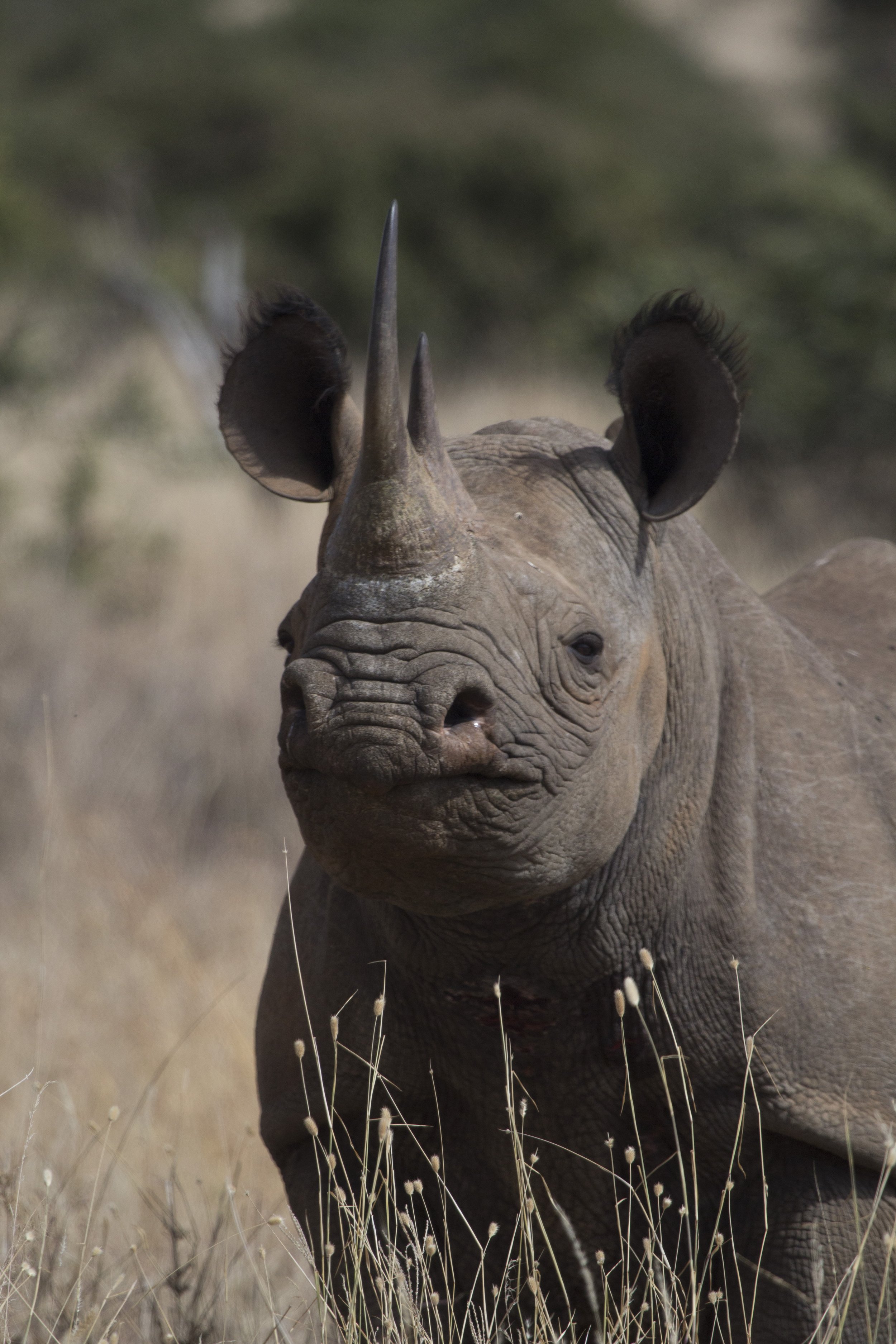 Black rhinoceros in Lewa Wildlife Conservancy, Kenya, encountered on a North Node Journeys safari through one of East Africa's leading wildlife conservation areas.
