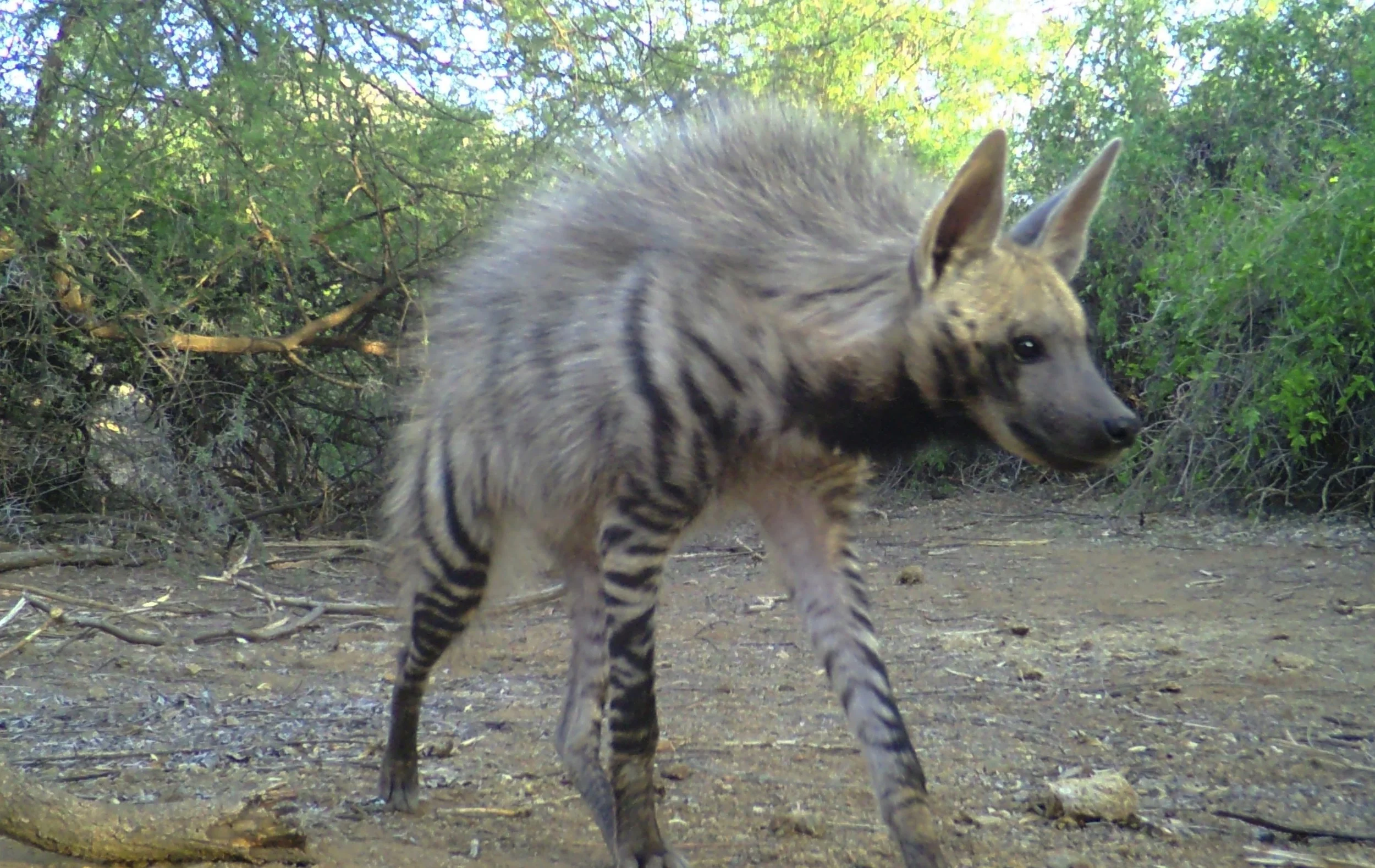striped_hyena.JPEG