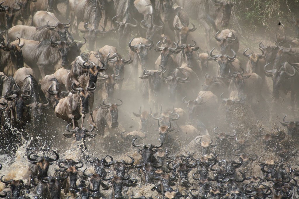 kenya-masai-mara-wildebeest-migration-north-node-journeys