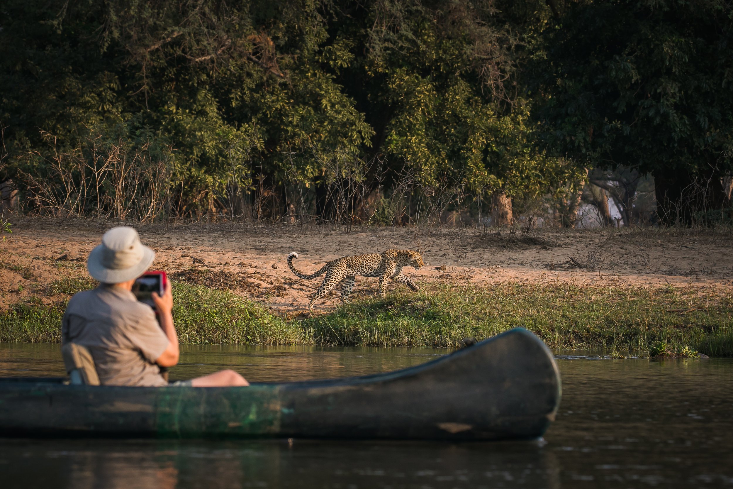 Person sitting in a boat taking a photo of a jaguar walking along the shore of a river with trees in the background.