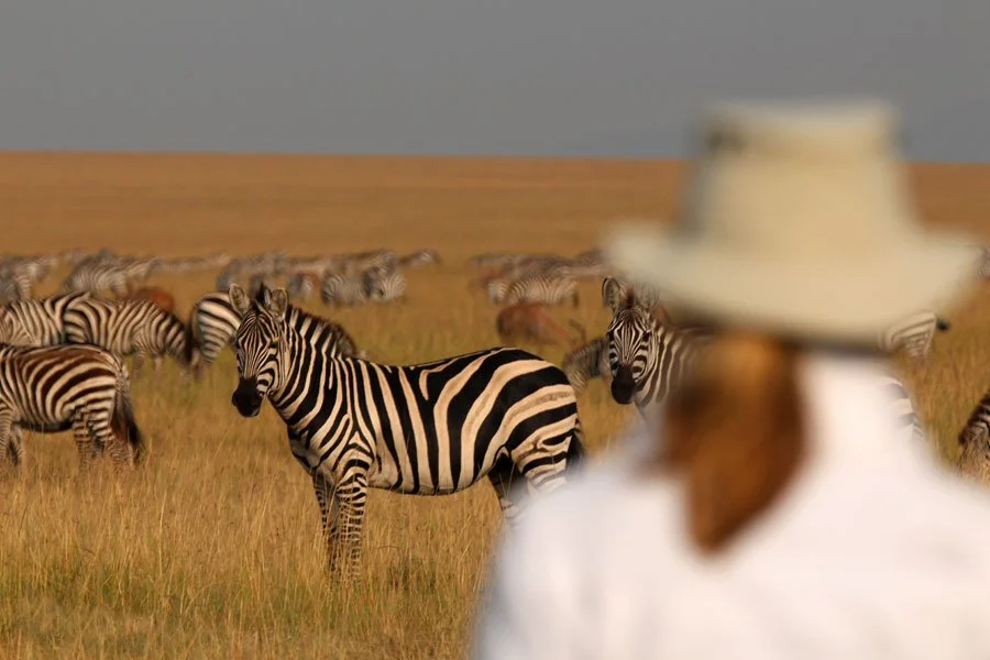 Solo female traveller watching a herd of zebras during a safari game drive in Kenya