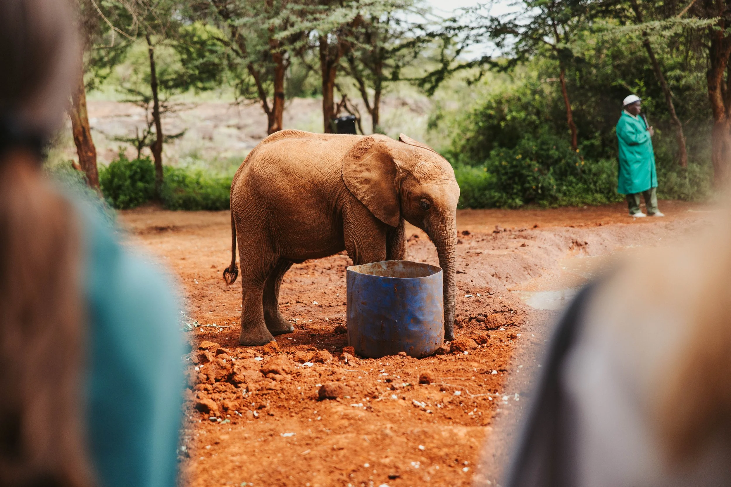 A young elephant standing on red dirt, with a person in a green coat and white hat in the background.