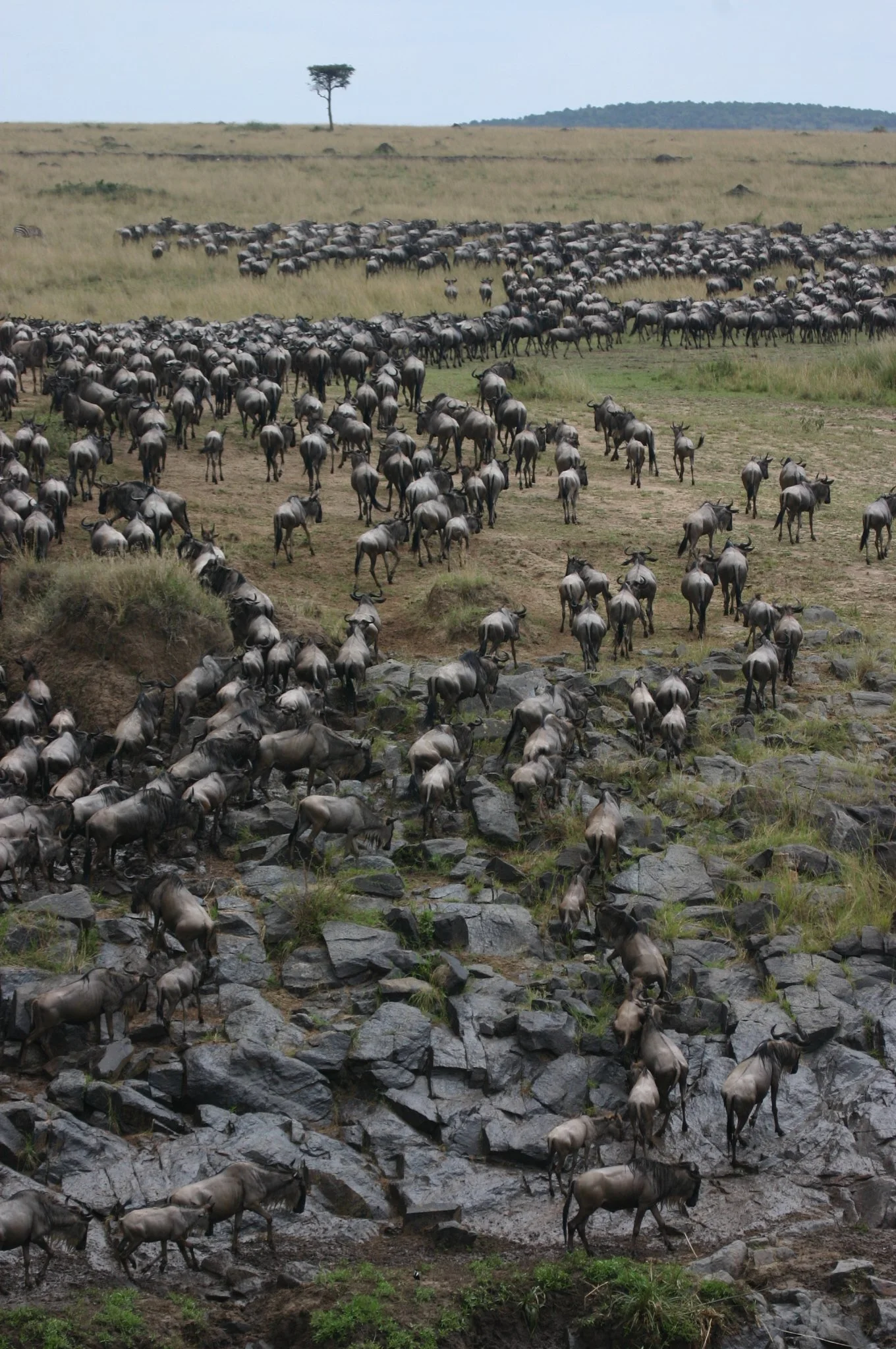 Thousands of wildebeest crossing from the Maasai Mara, Kenya, into the Serengeti, Tanzania, during the Great Wildebeest Migration, one of Africa's most spectacular wildlife events.