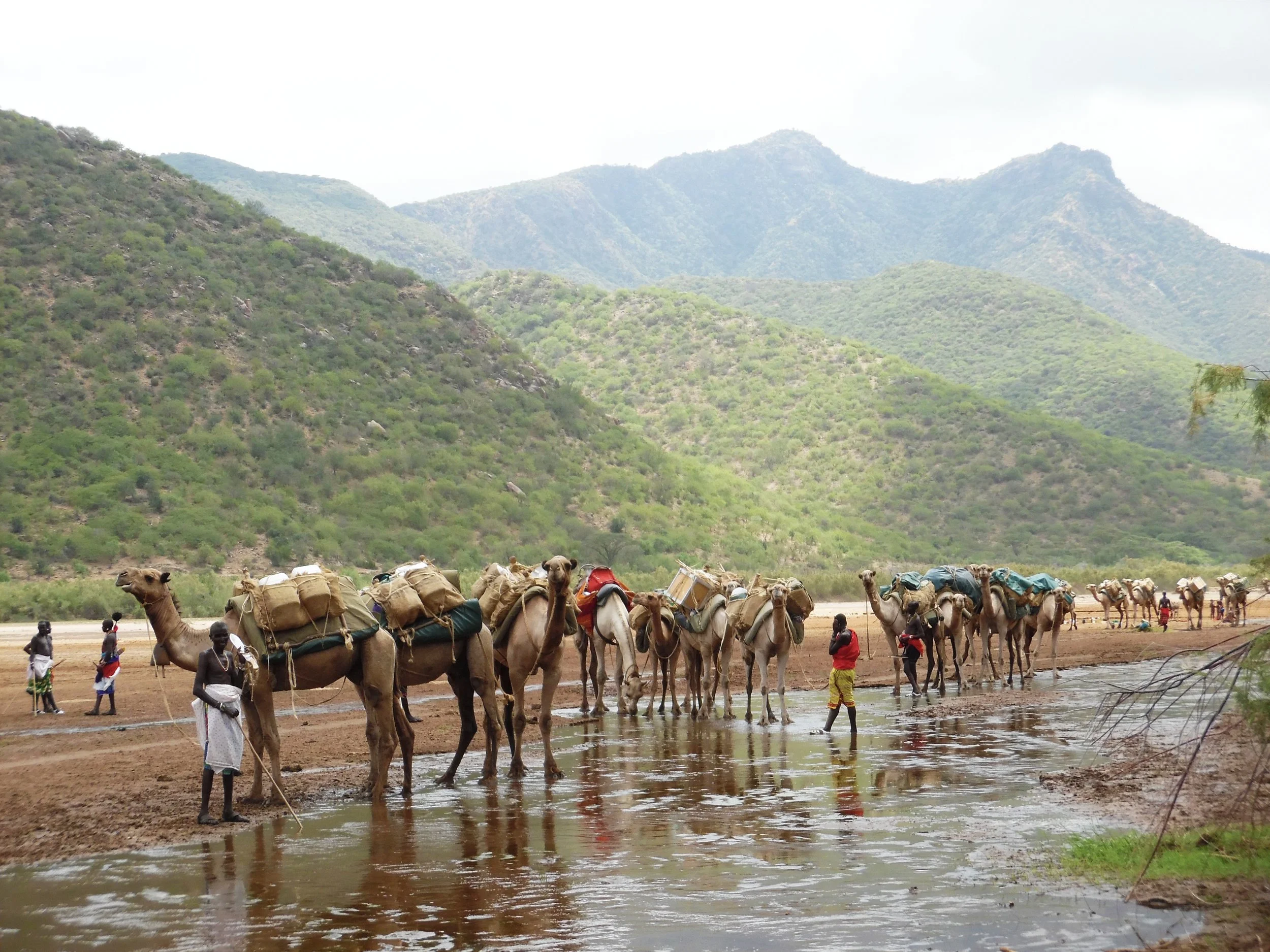 camel_water.JPEG