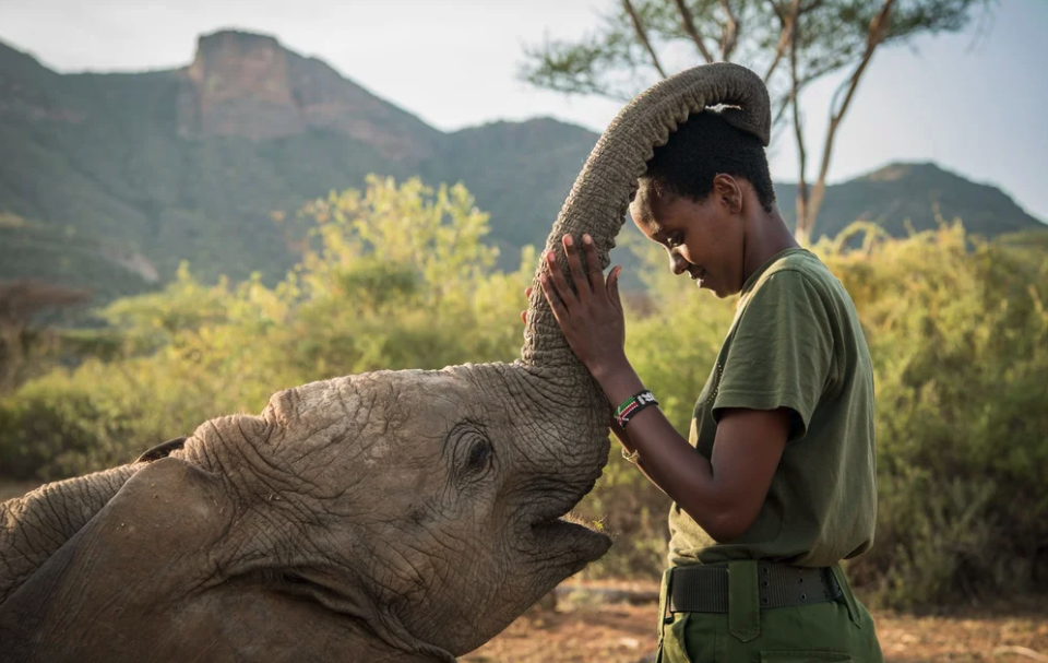 Keeper caring for a young elephant at Reteti Elephant Sanctuary in northern Kenya
