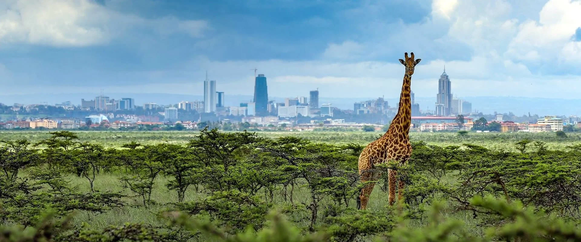 nairobi-national-park-giraffe-kenya-north-node-journeys