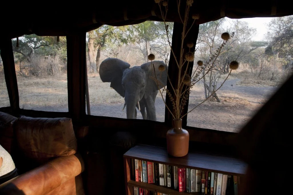 Elephant outside a window, viewing from inside an indoor space with a bookshelf and a vase of dried flowers.