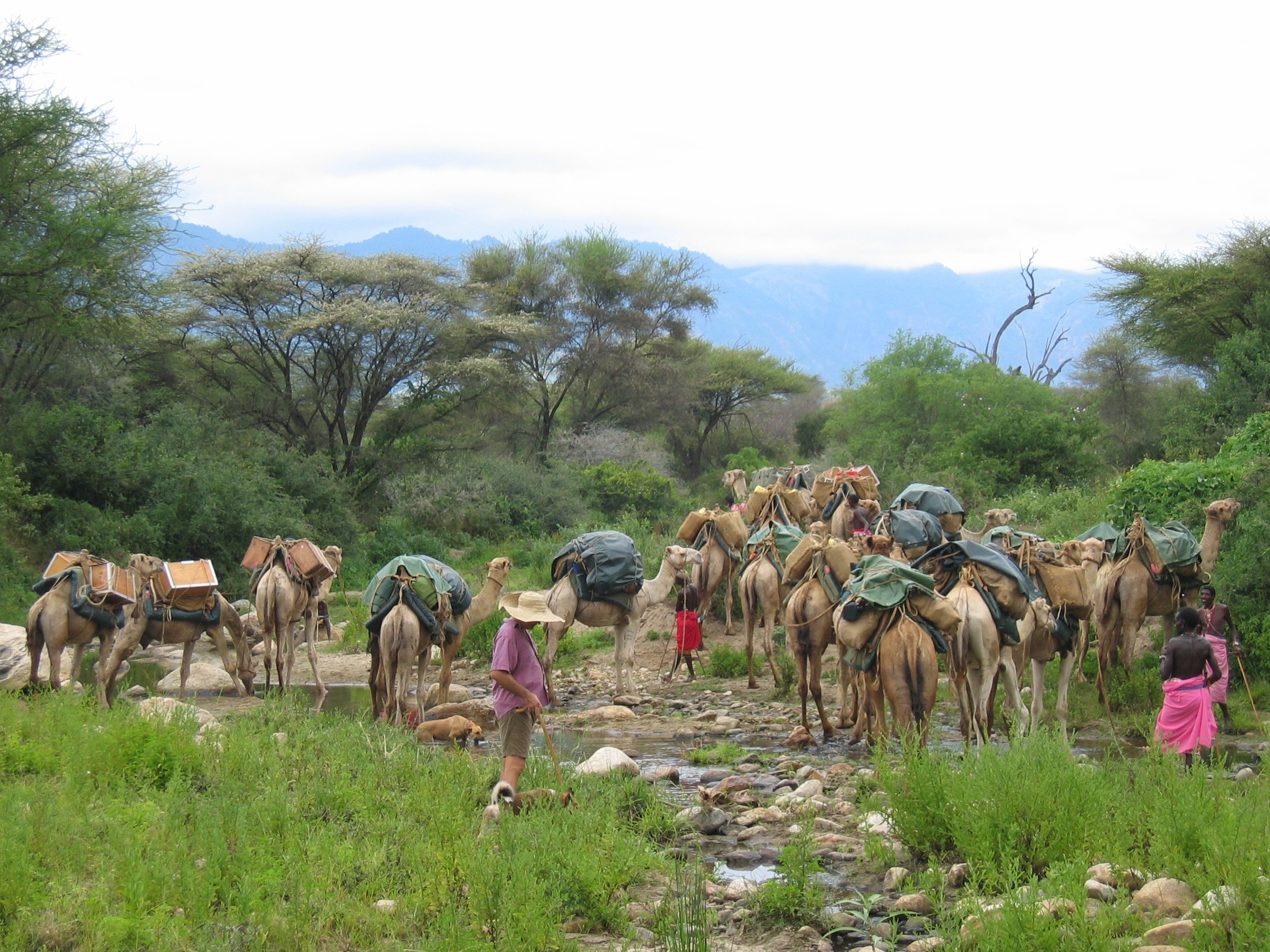 Pack camels crossing a river with Samburu guides during a camel assisted women's walking safari in northern Kenya