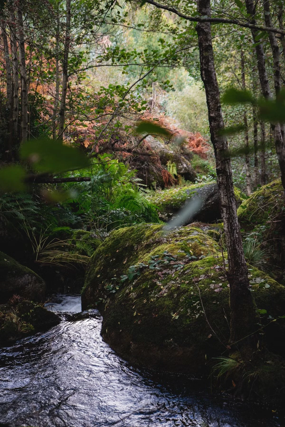 The Quiet Crisis – How Sound Pollution Affects Our Wildlife