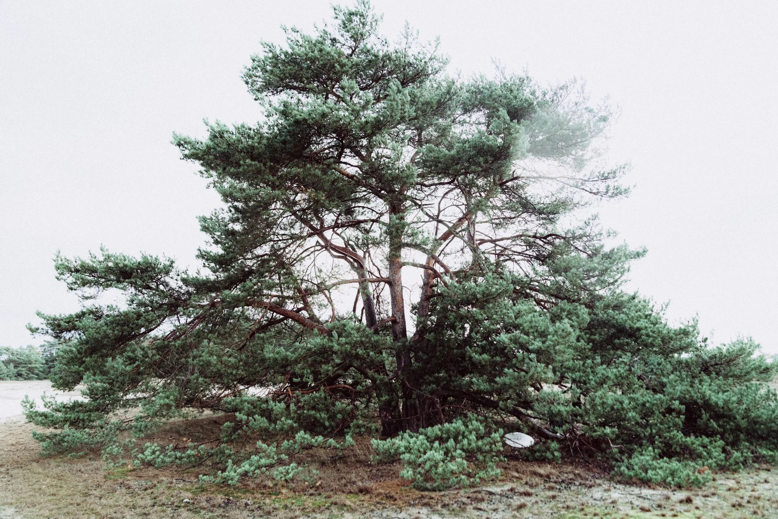 Forest of Singing Trees Ceremony