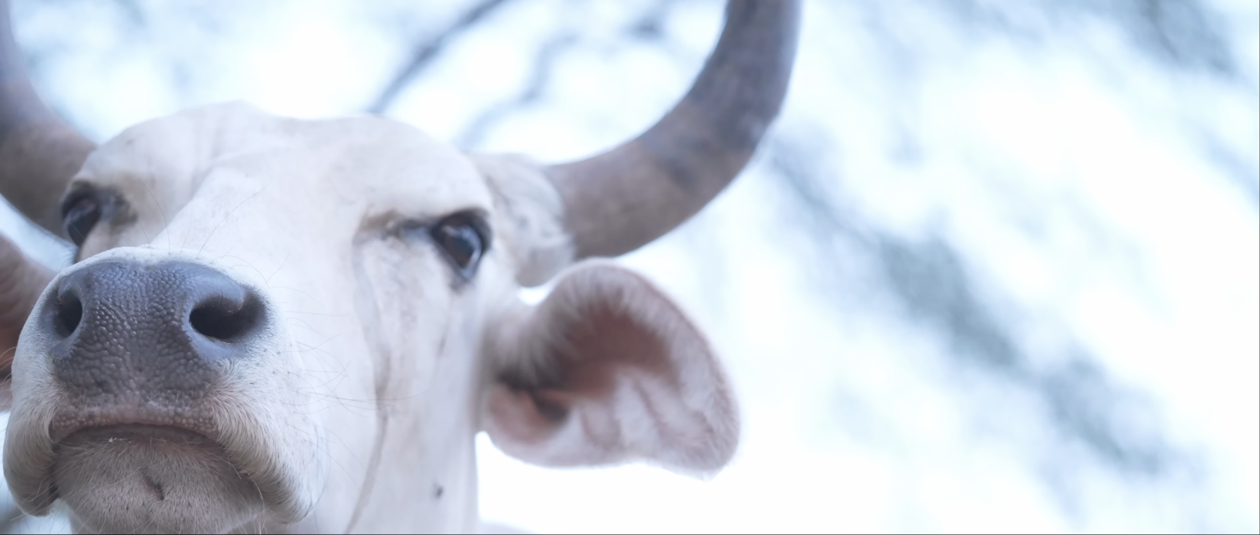 Screenshot 2026-01-05 at 12.55.18 PM.png