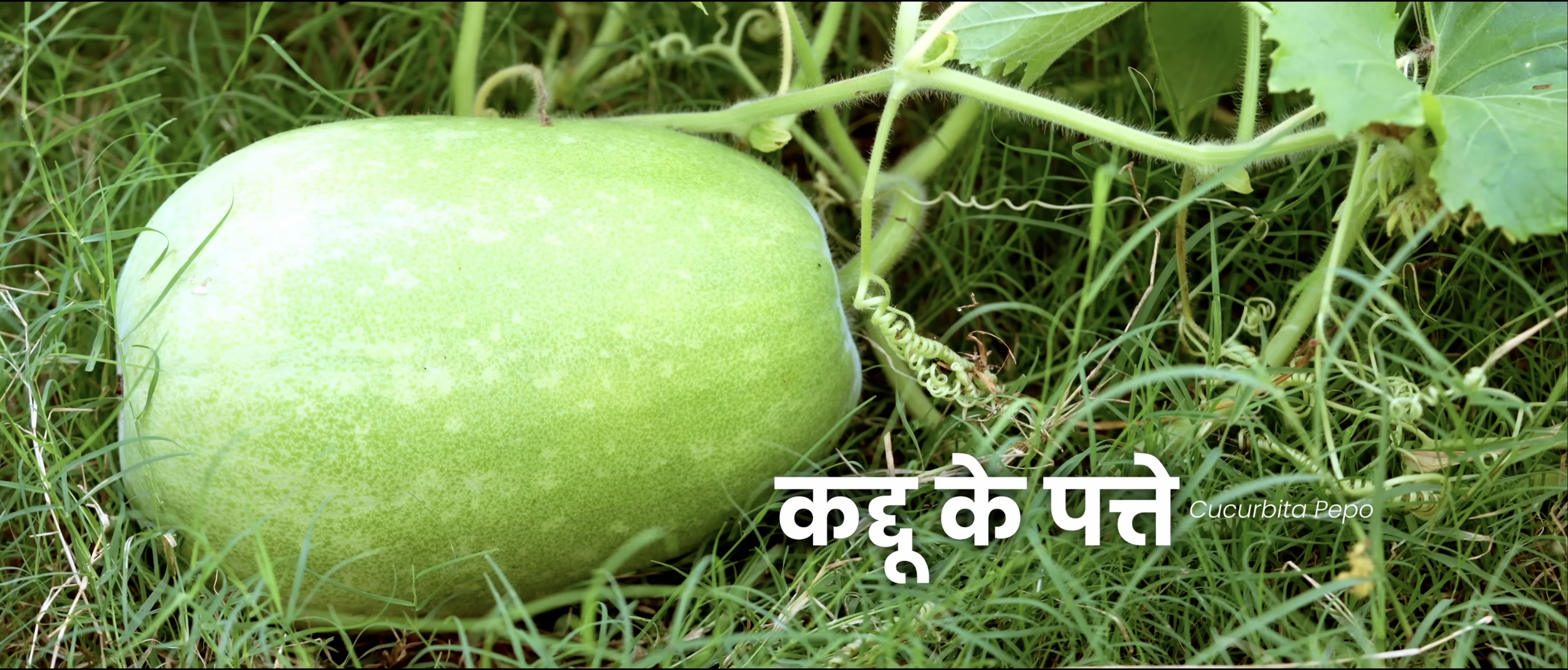 Screenshot 2026-01-05 at 12.53.38 PM.png