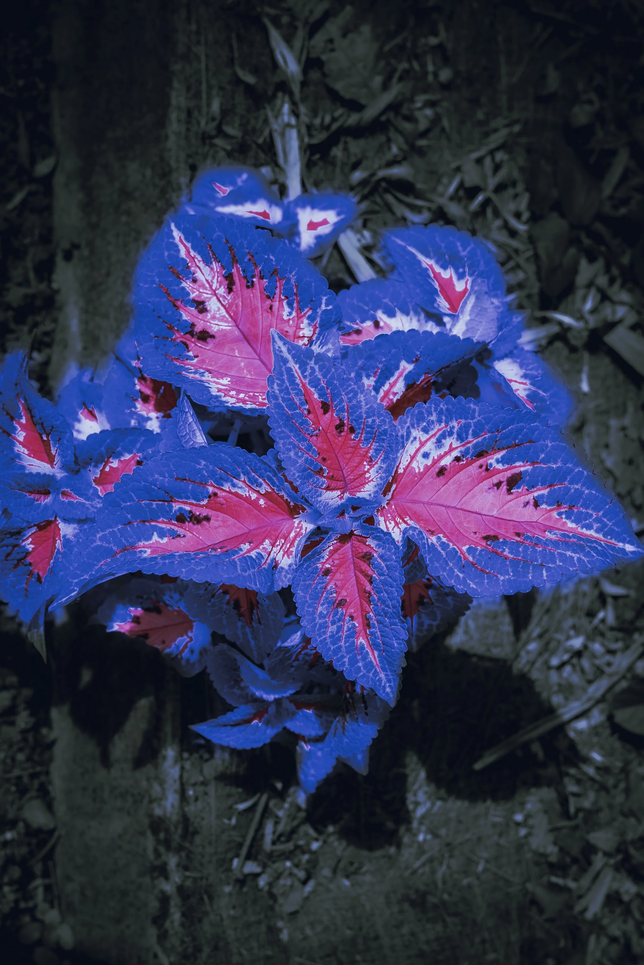 How Could I Forget You