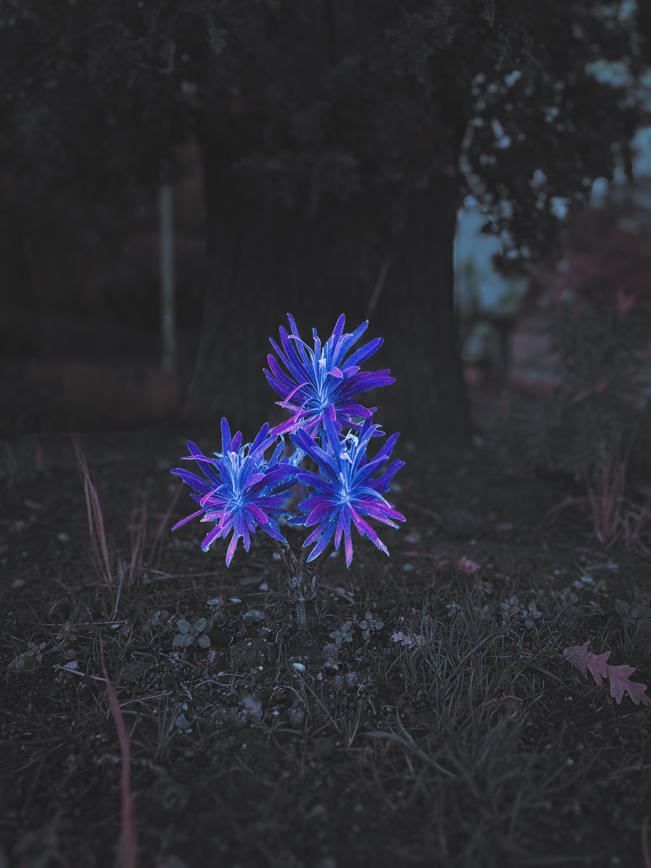 Botanical Gardens Car Park