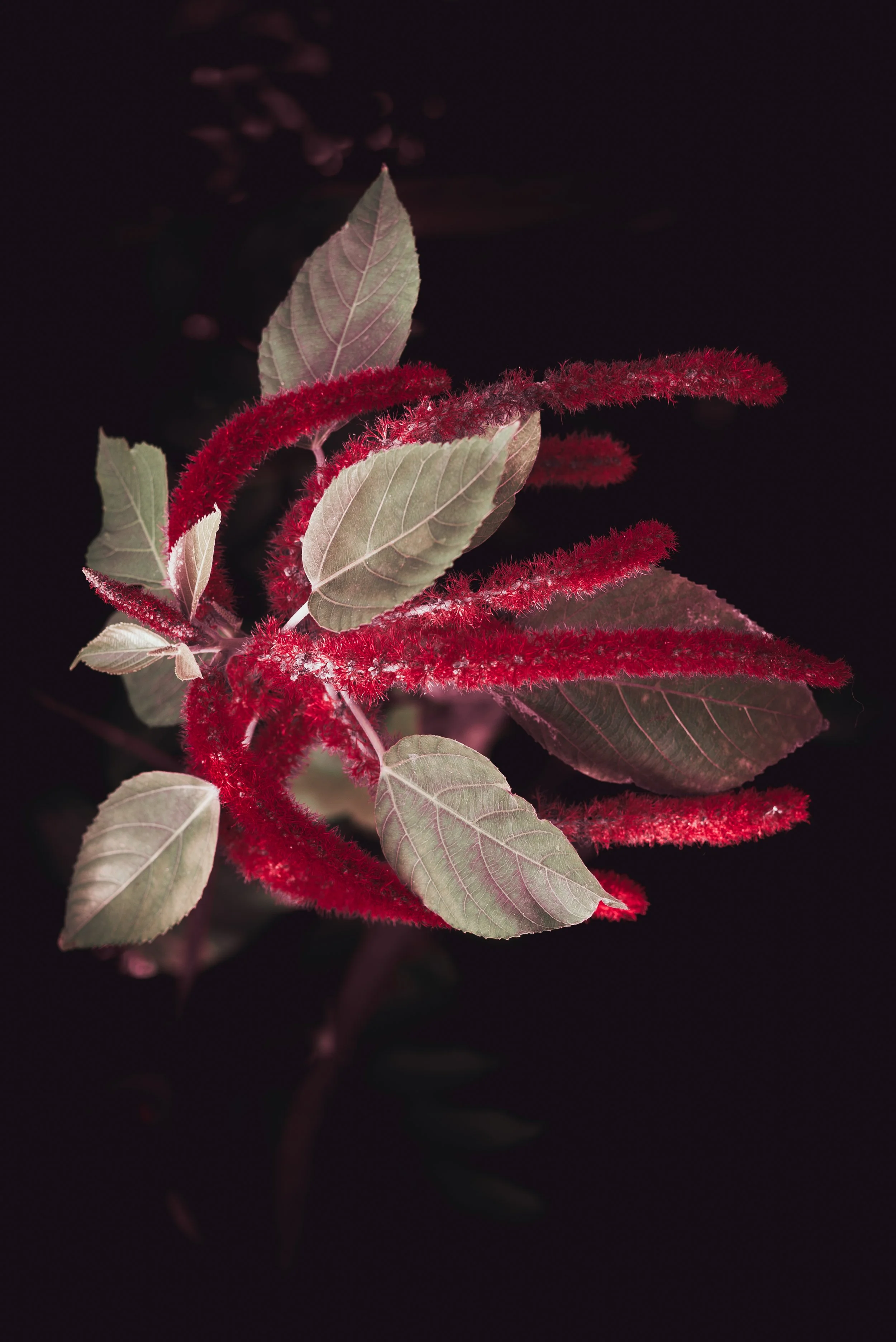 Hyper Nature Exhibition-18.jpg