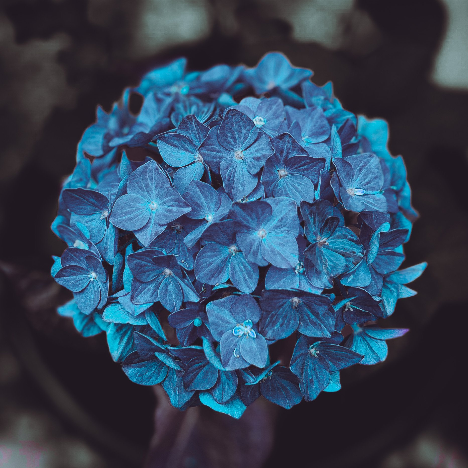 Gratitude for Celine.JPG