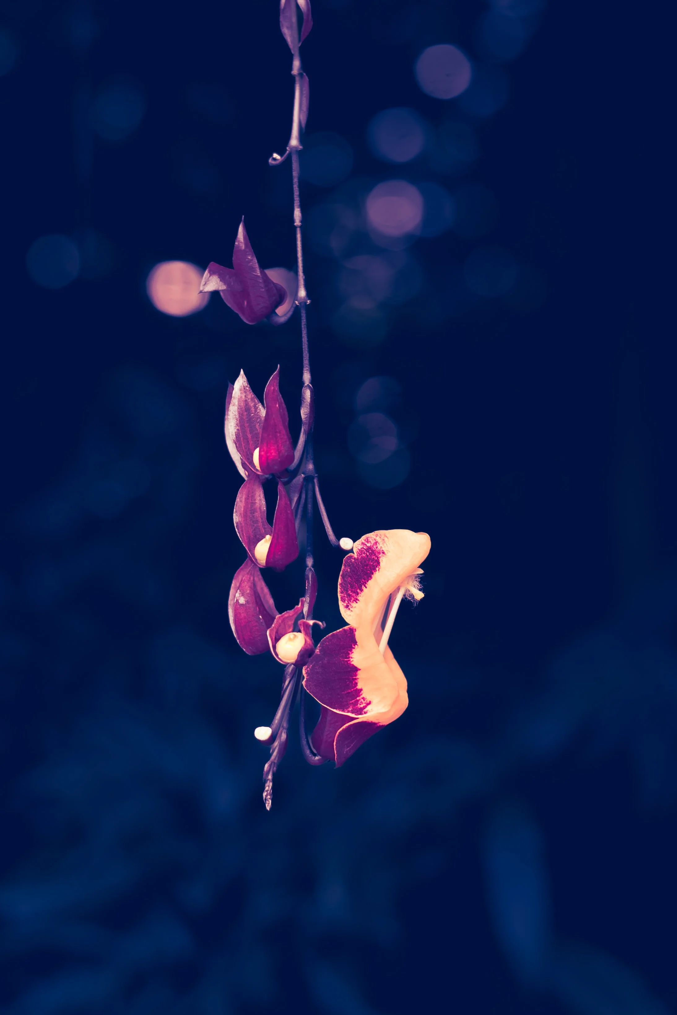 Midnight In A Perfect World