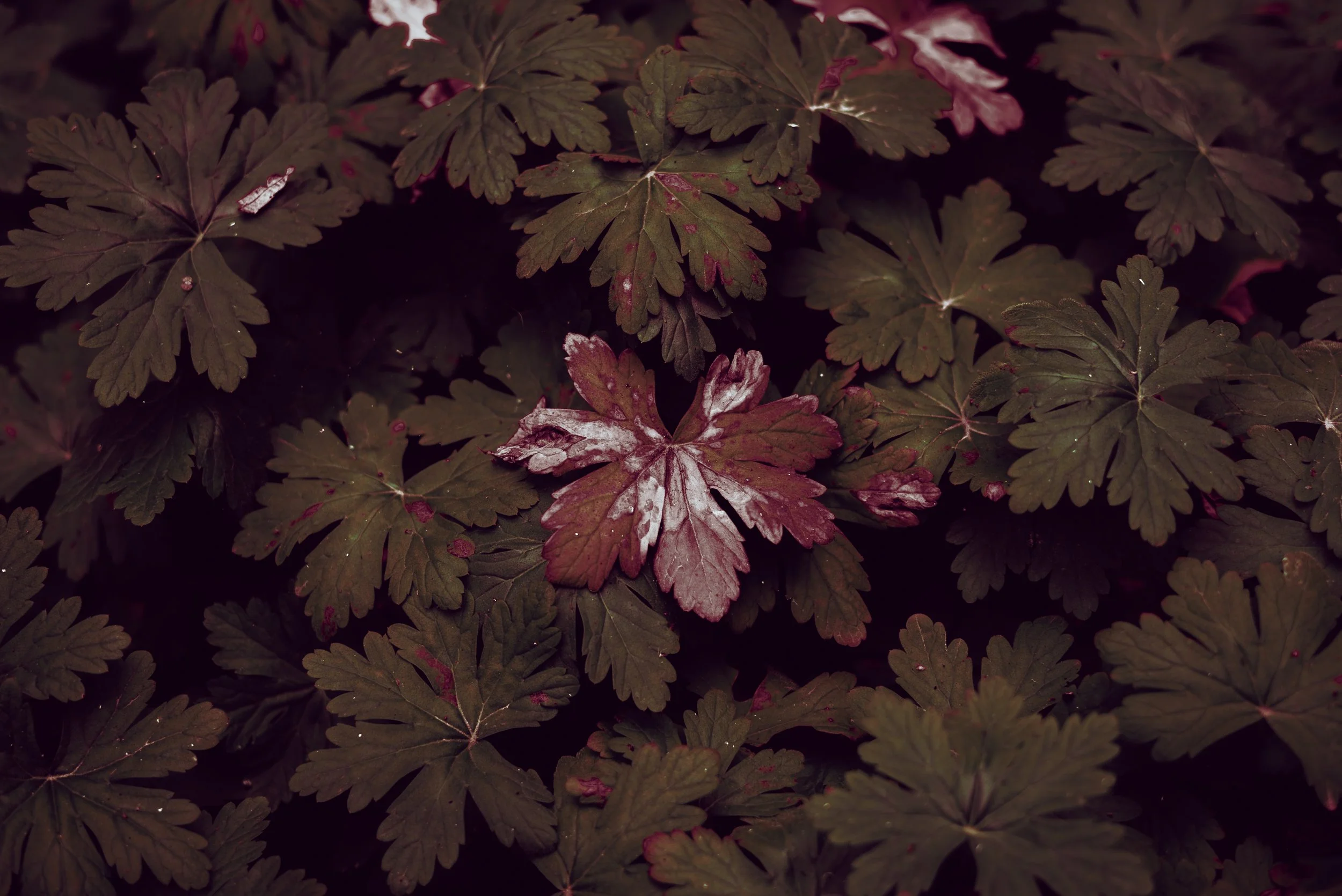 Hyper Nature Exhibition-4.jpg