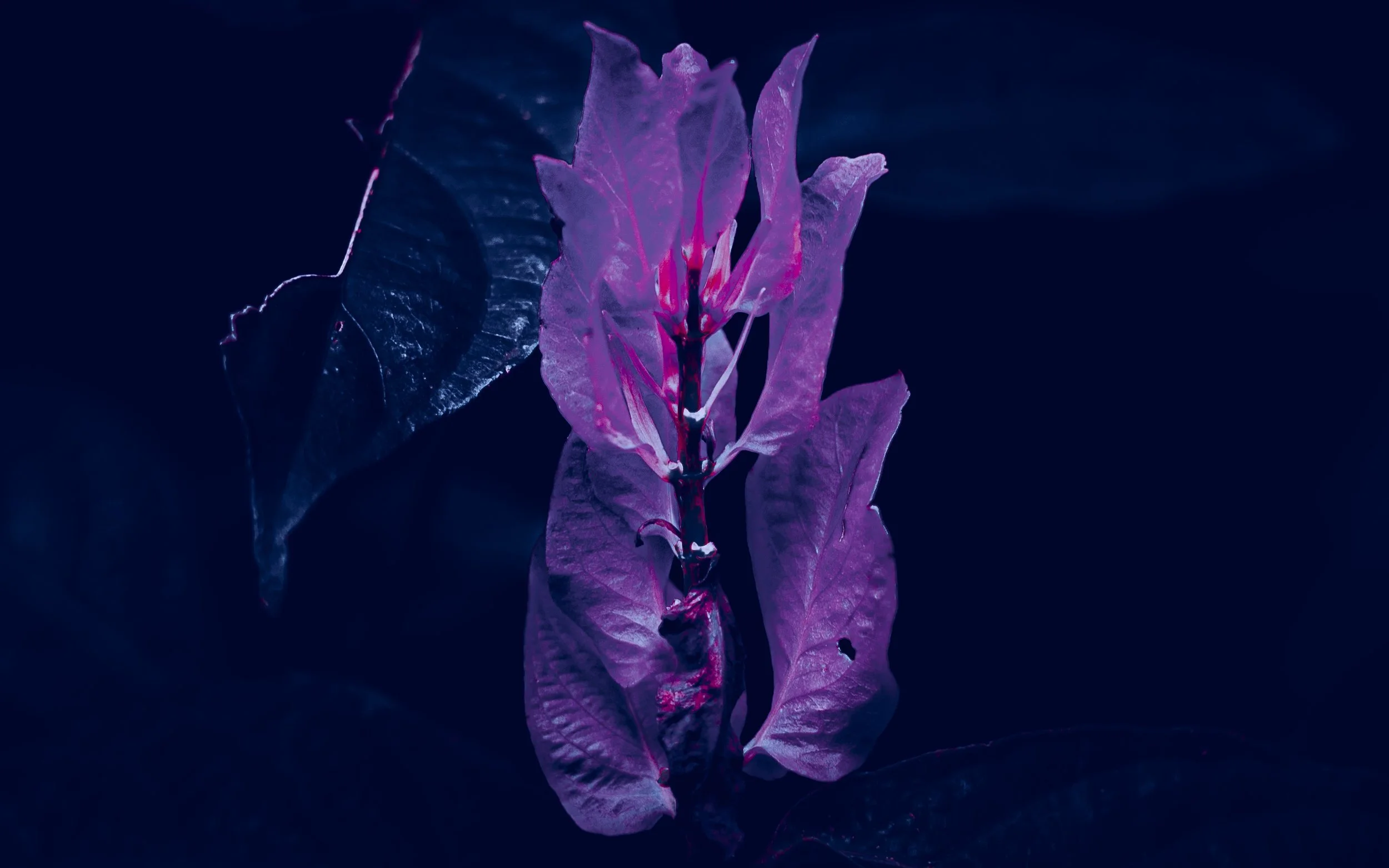 Hyper Nature Autumn Collection-9.jpg