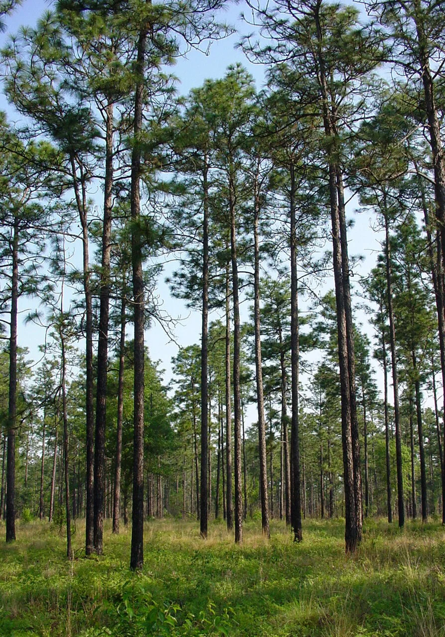 Alabama Forestry Foundation