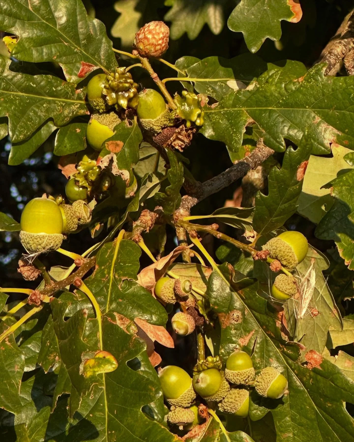 Oak galls forming 
🌰✍️🌳