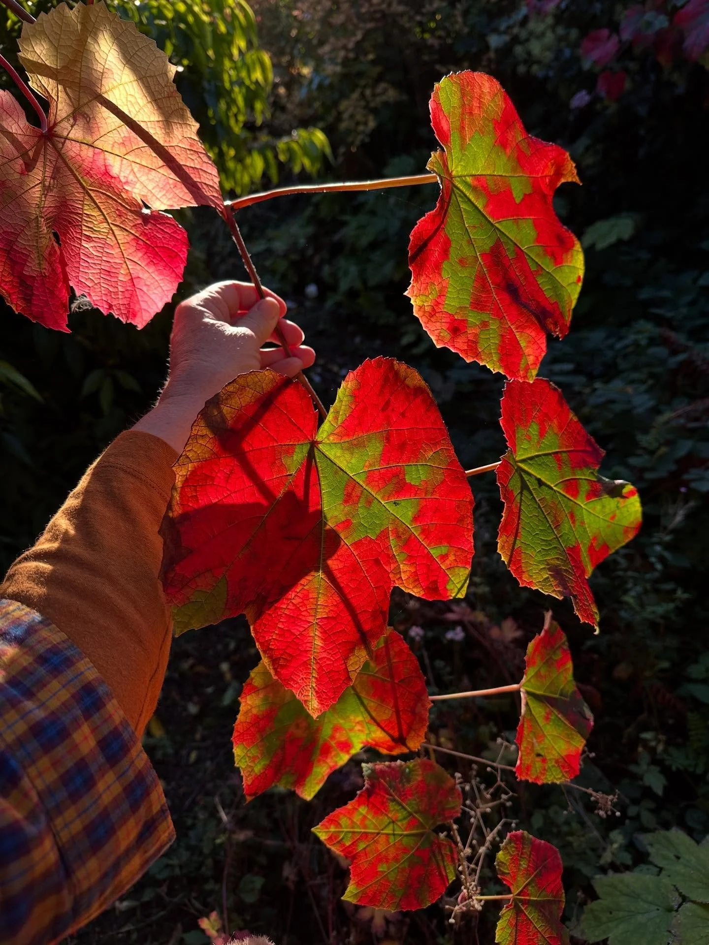 Some behind the scenes moments from my large installation day at the magical space that is @heeled_in . So much more to say and share but for now just these little insights.

🍁Red leaves were a bit of a thing
🍐 I&rsquo;m not sure there&rsquo;s anyt