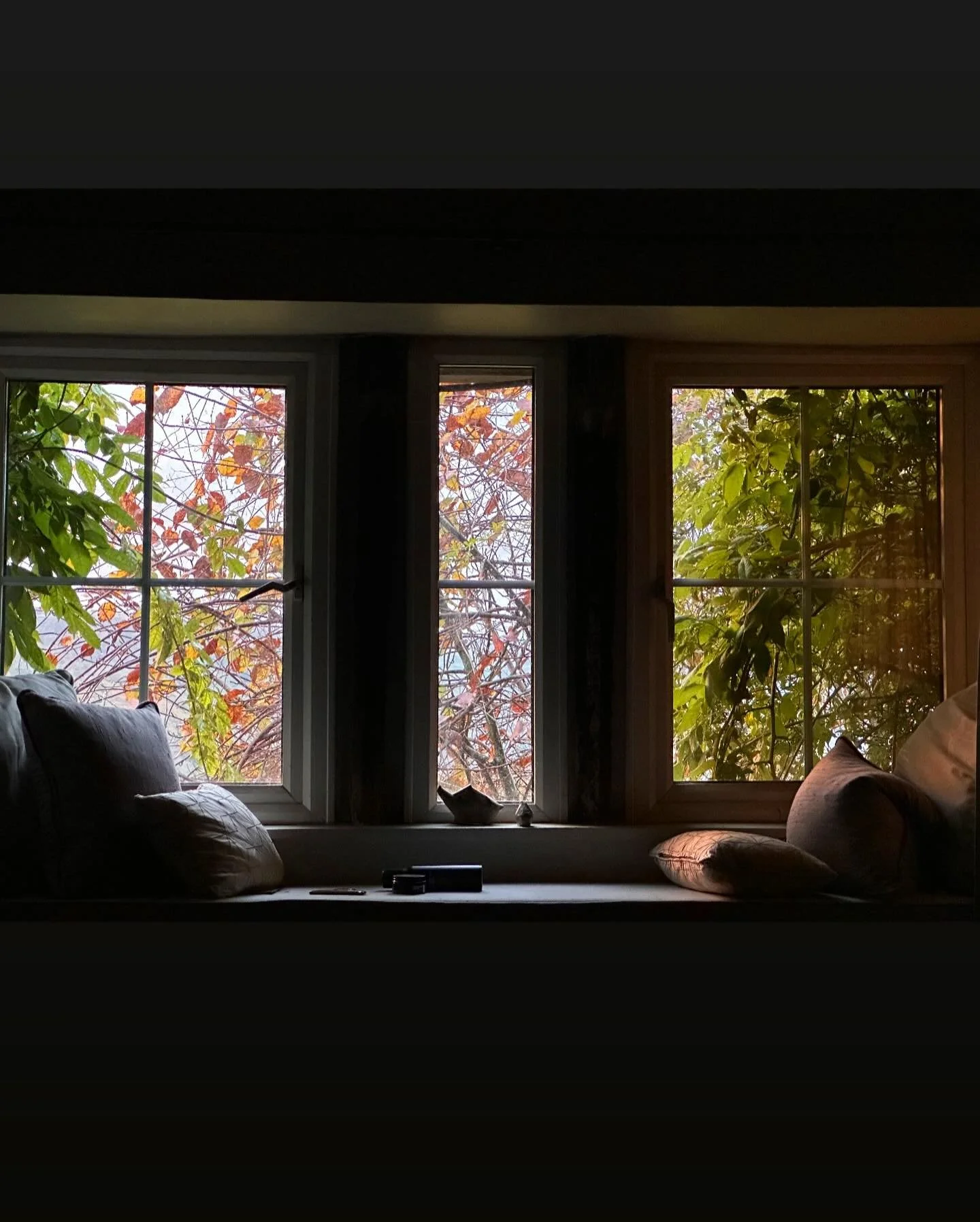 Delicious morning light and autumnal leaves through our overgrown windows 🫣🍁🍂🍃🌅